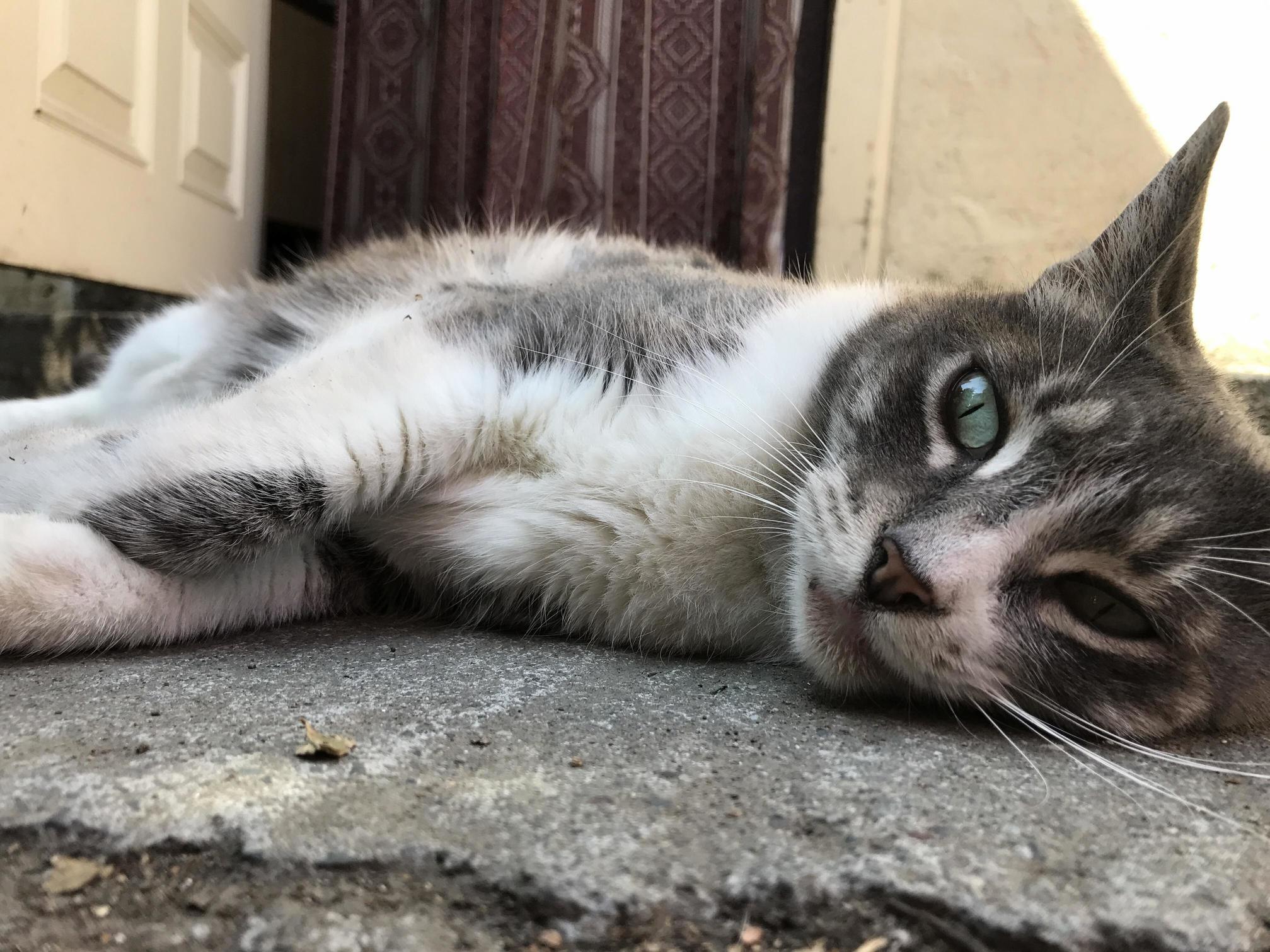 Aida Just Turned 10. I Think Shes Getting the Hang of Being a Lazy Senior Kitty.