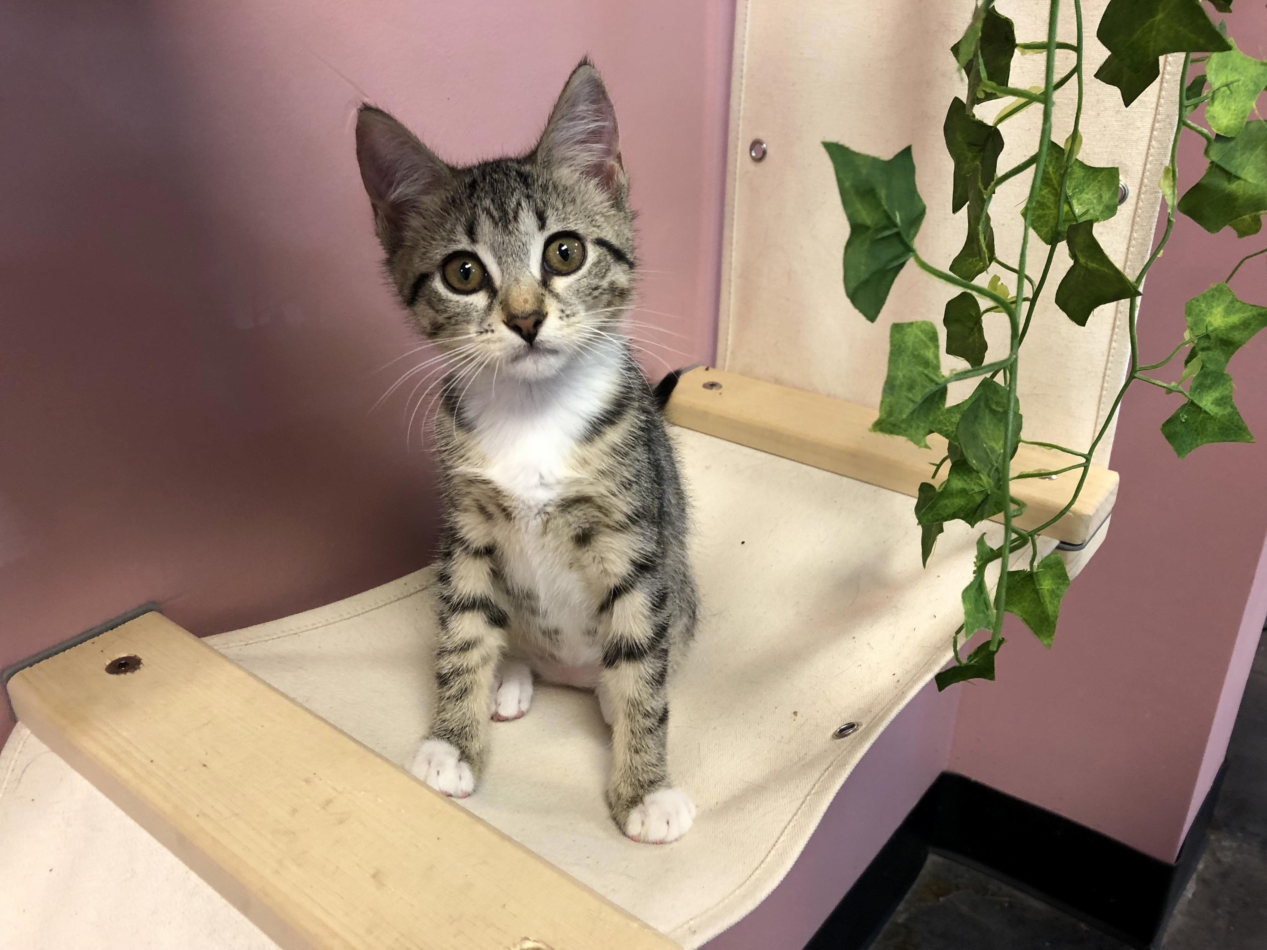 At the New Cat Cafe in Town