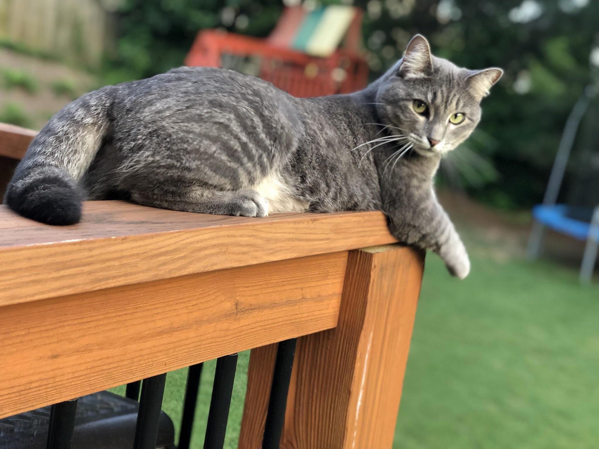 August Posing Like the Pretty Kitty She Is!