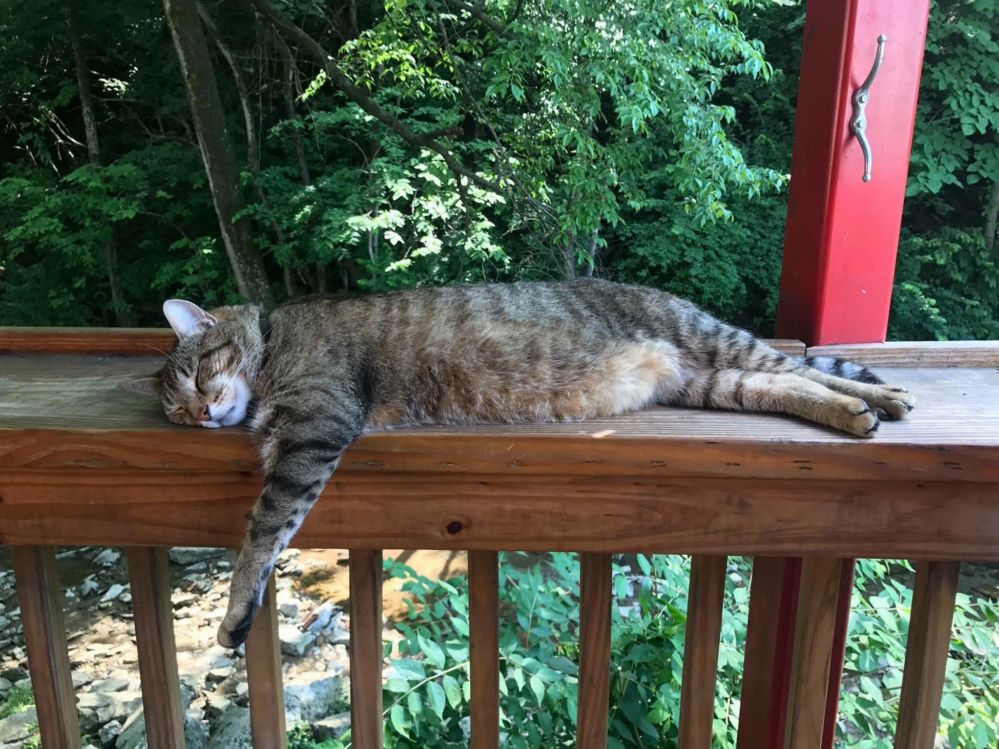 Bar Cat Napping on the Back Patio, Cheers to Flynn.