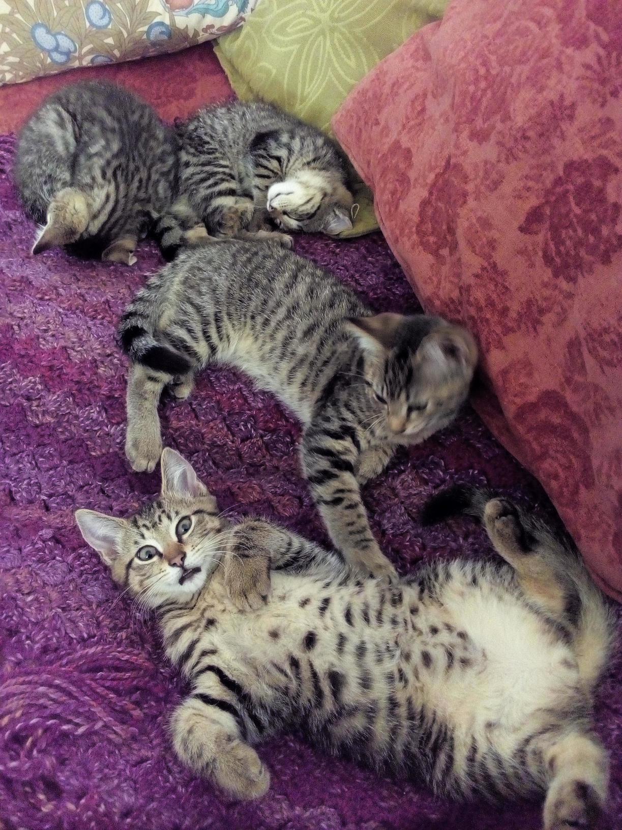 Beautiful Markings