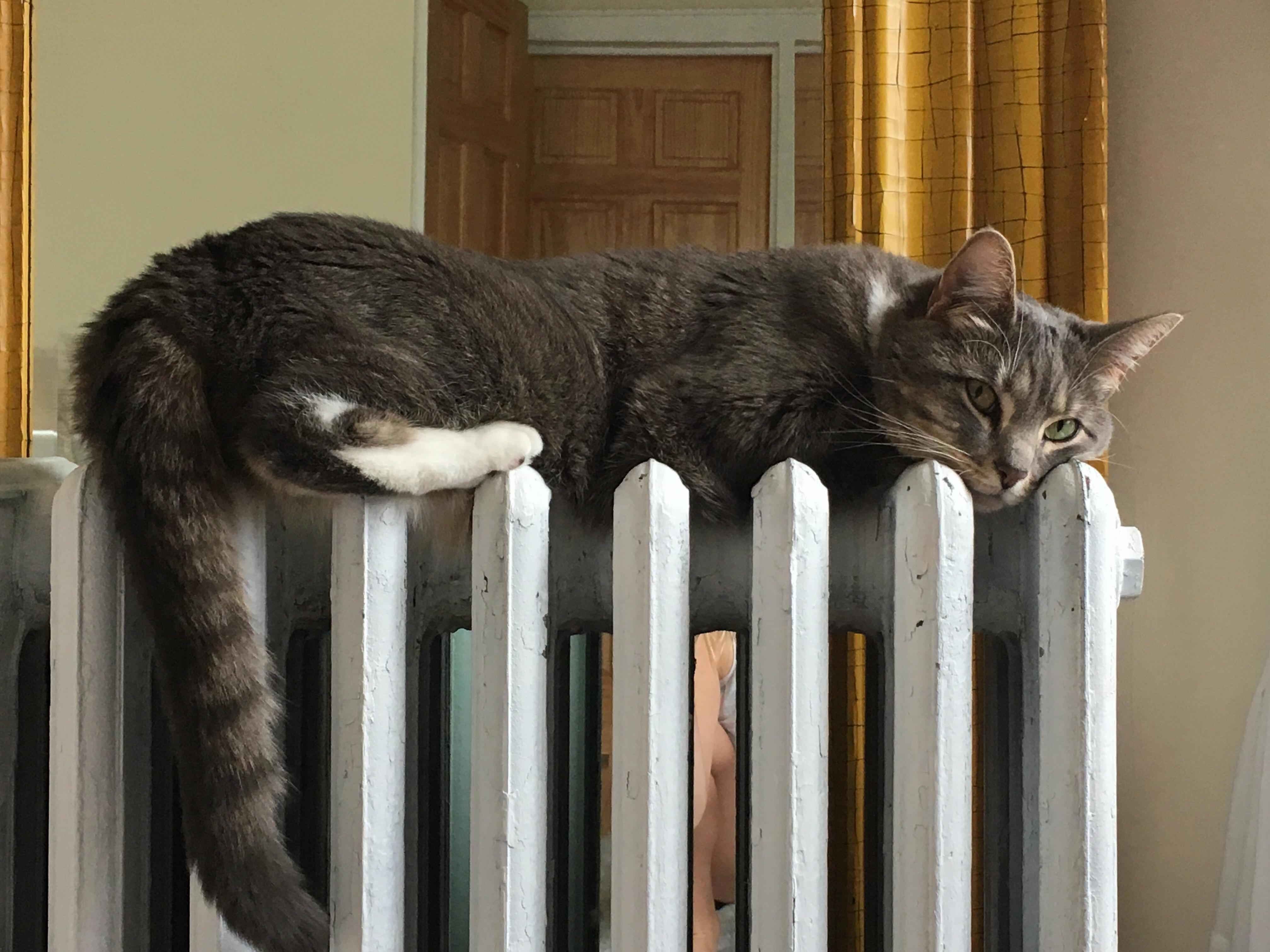 Bella Loves Sleeping on the Radiator