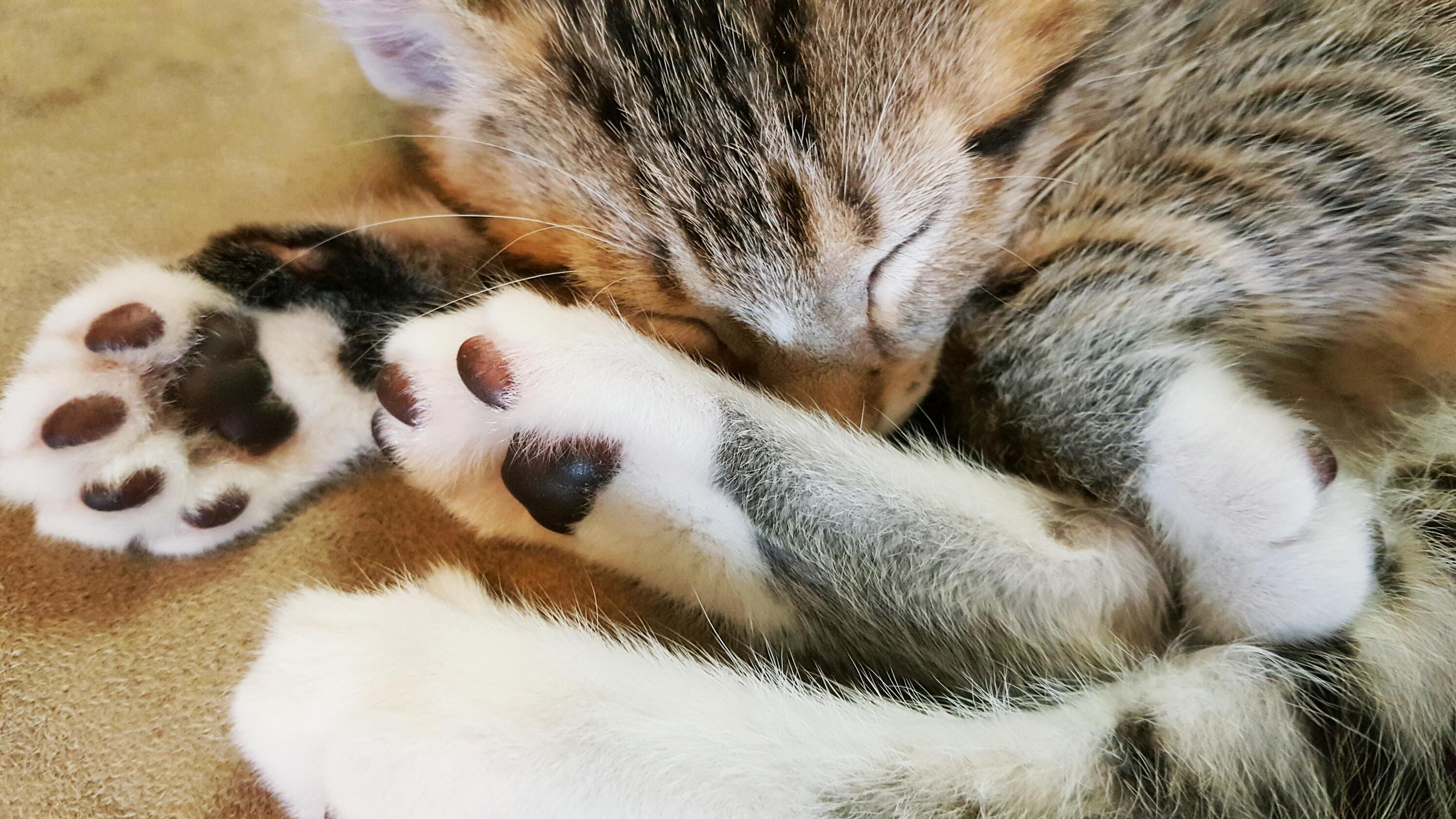 Black Beans