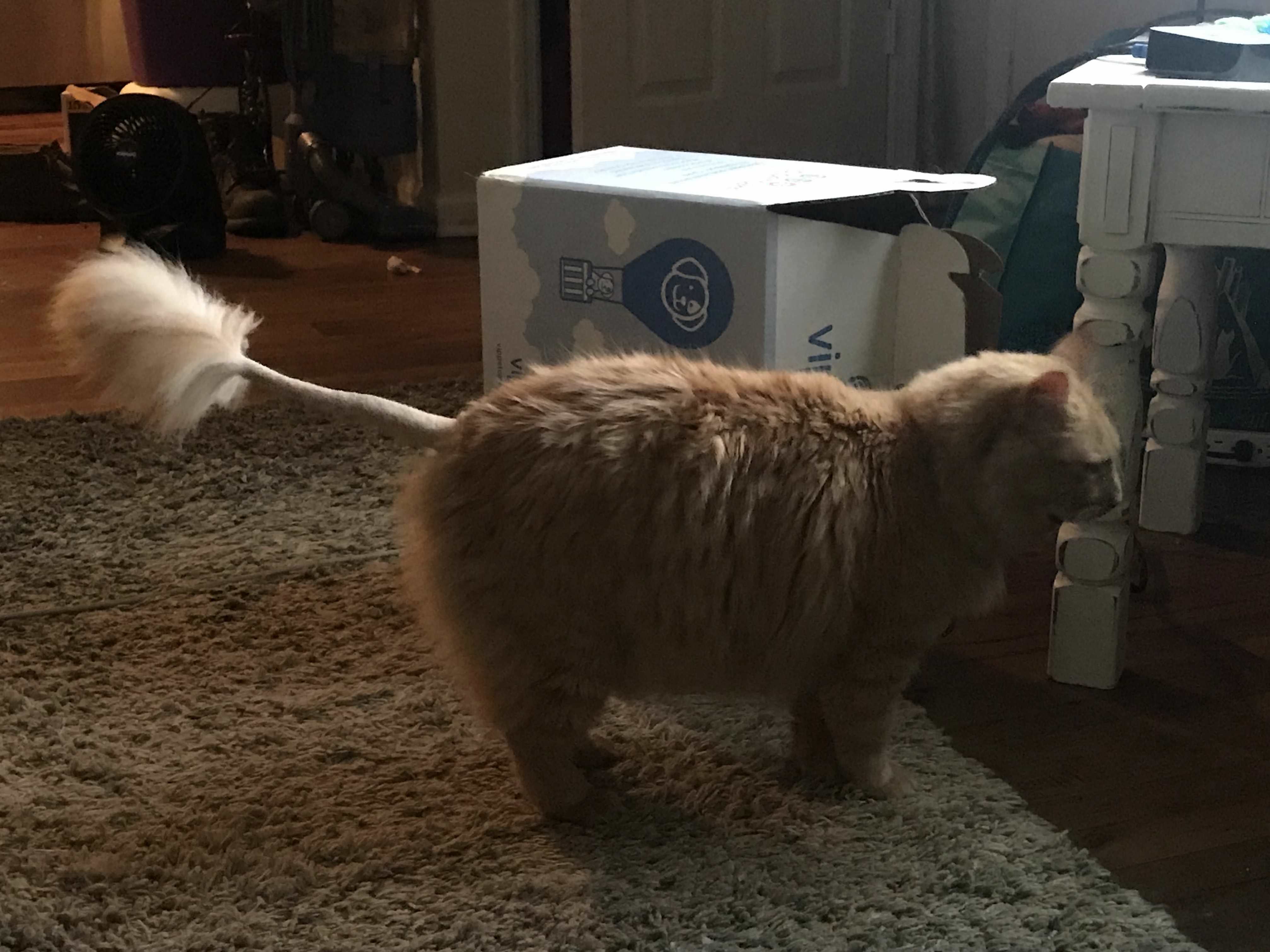 Blaze Got His Tail Shaved Today