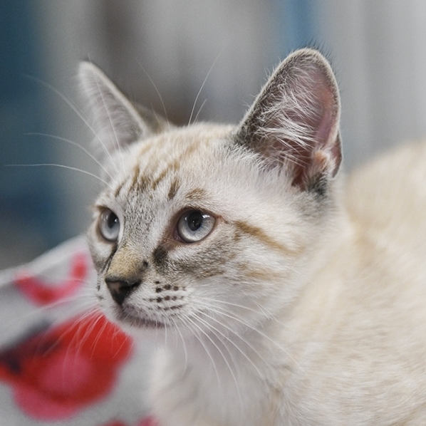 Brought This Little Guy Home Today After Hed Been Stuck at the Shelter for 3 Weeks - Reddit, Meet Captain Catmando Murderface!