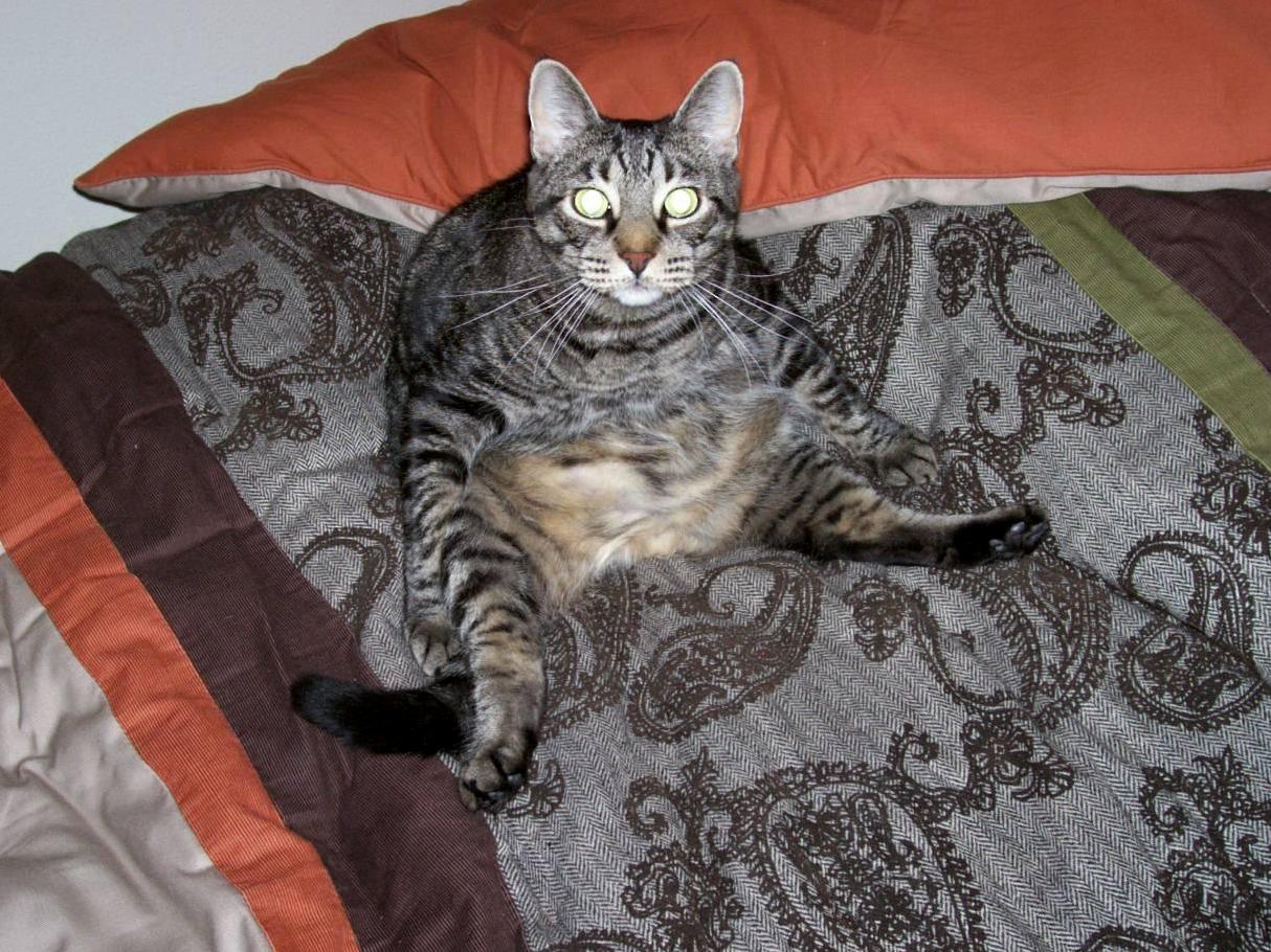 Buddha Cat