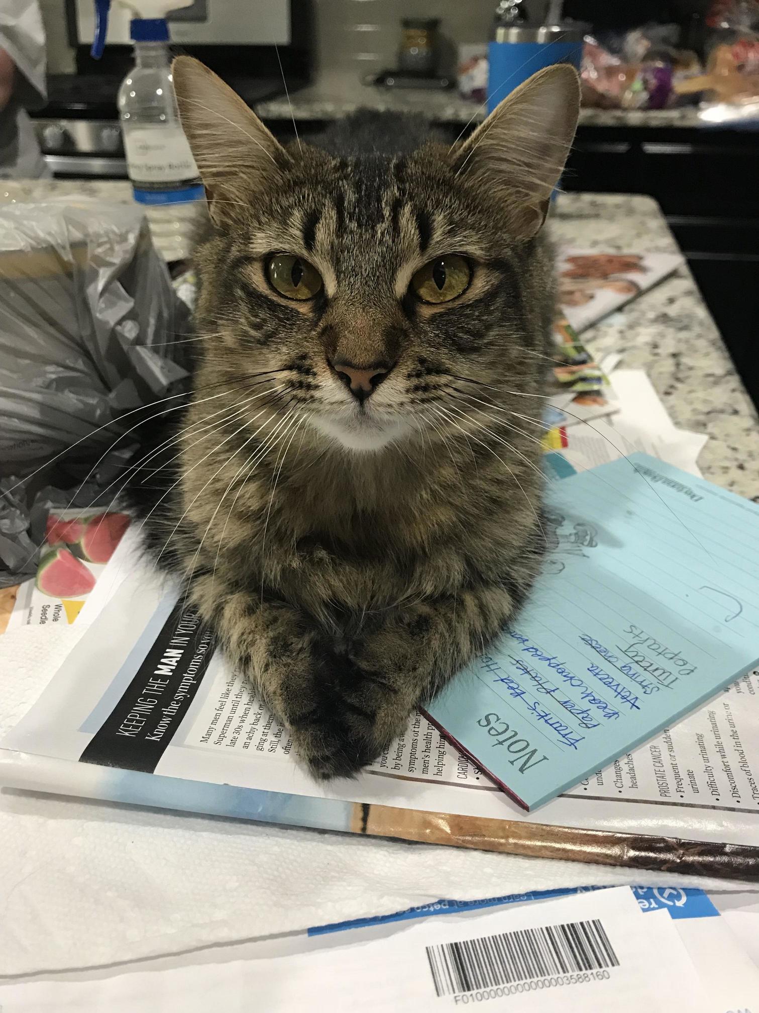 Came Home to My Cat Whom Sat Me Down and Had a Very Serious Discussion with Me.