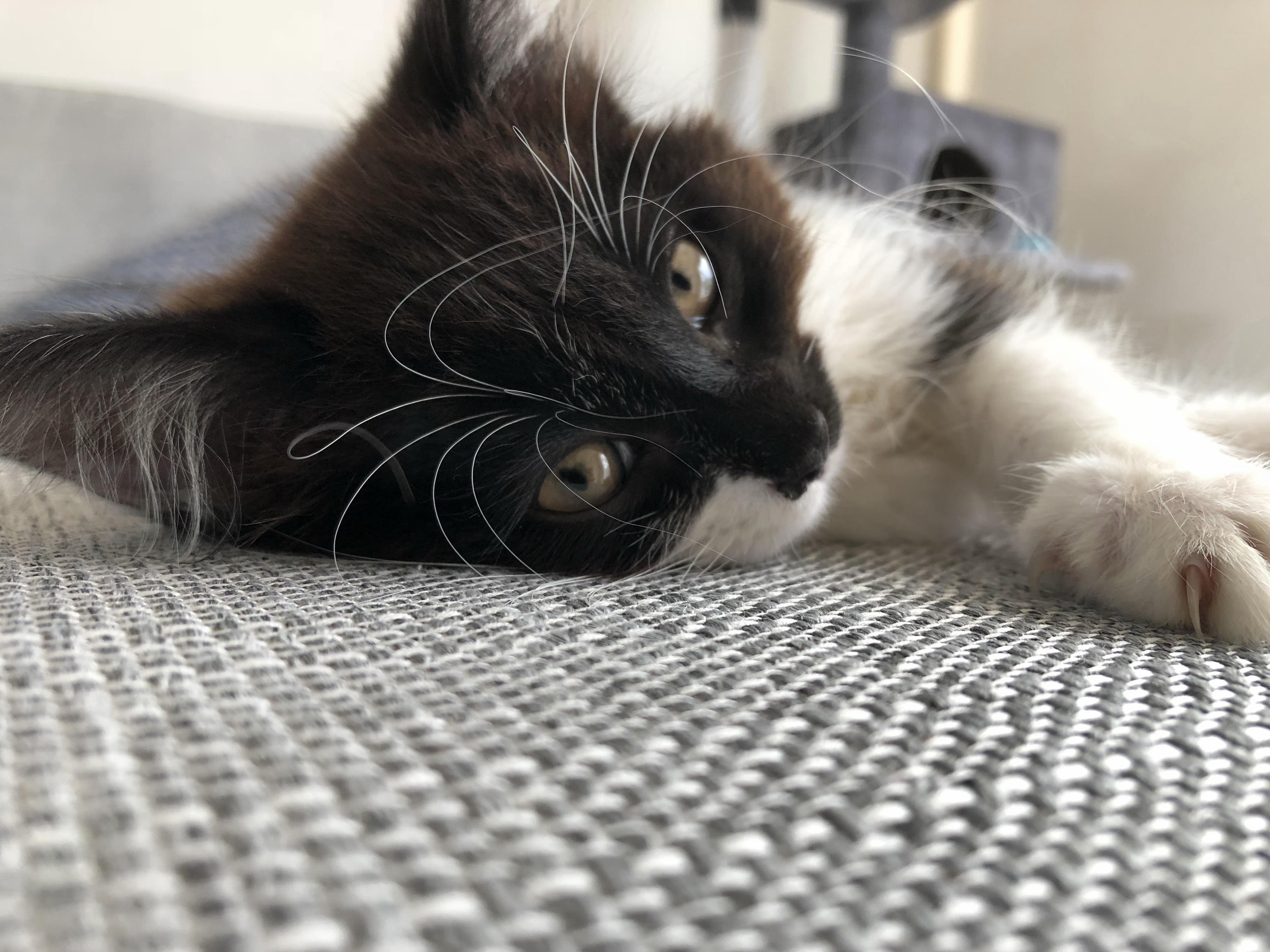 Castiel Has the Most Fabulous Whiskers
