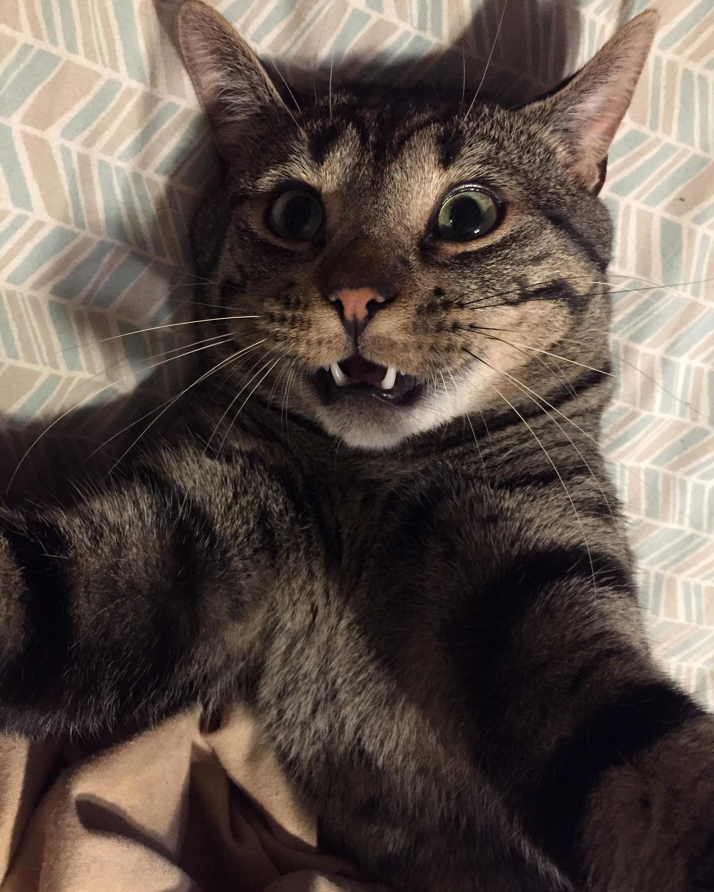 Cat Selfie.