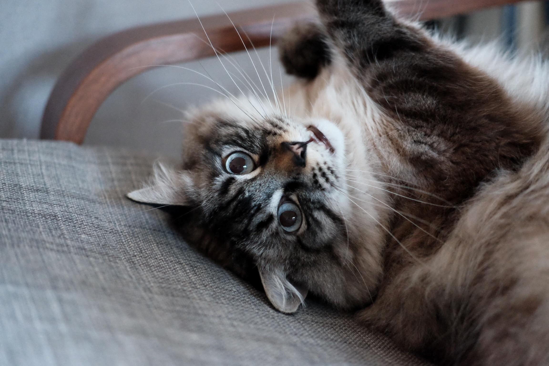 Cat Stretch