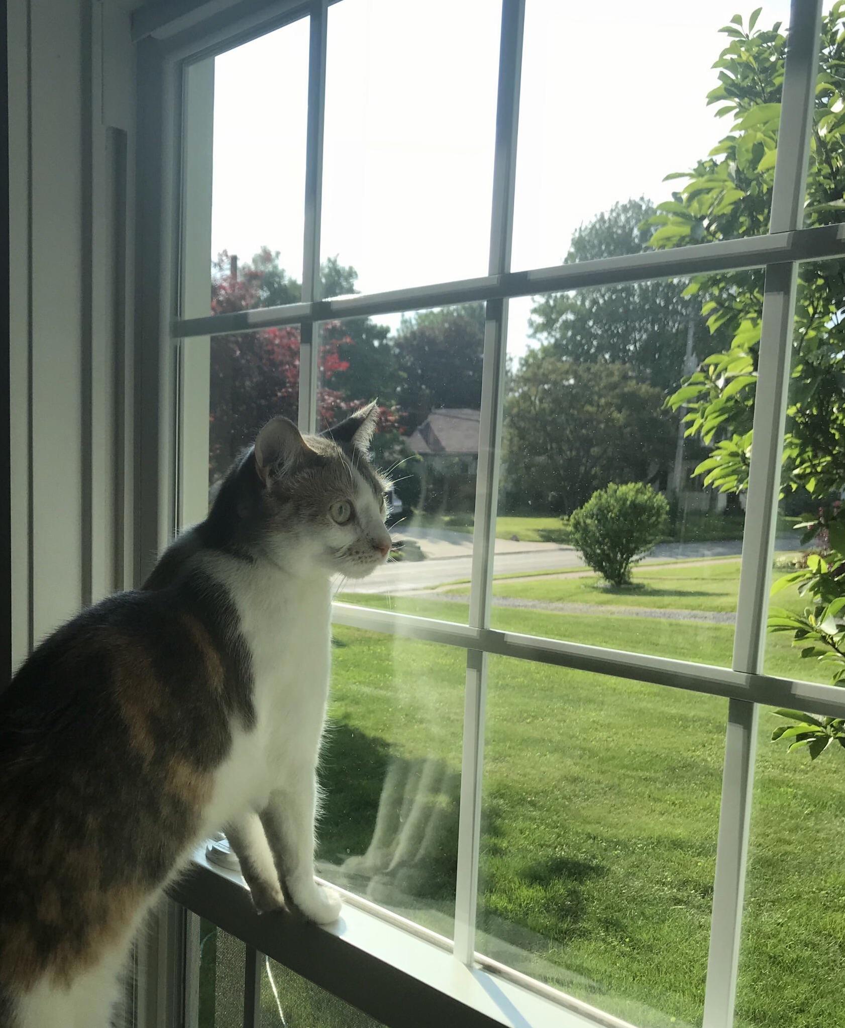 Cat Tv Is Especially Interesting Today. Lots of Squirrels and Birbs.