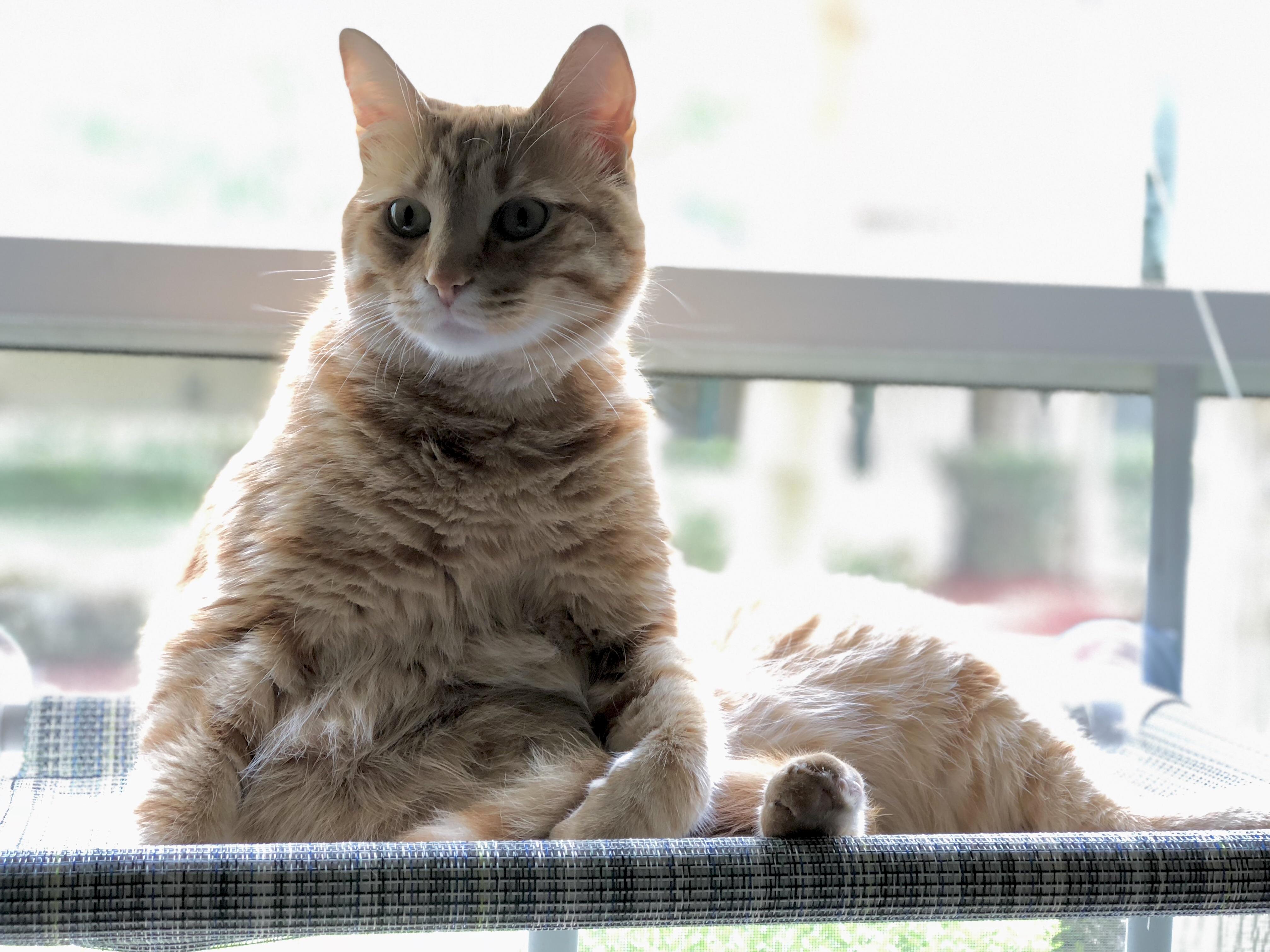 Cheeses Best Jabba the Hutt Impression