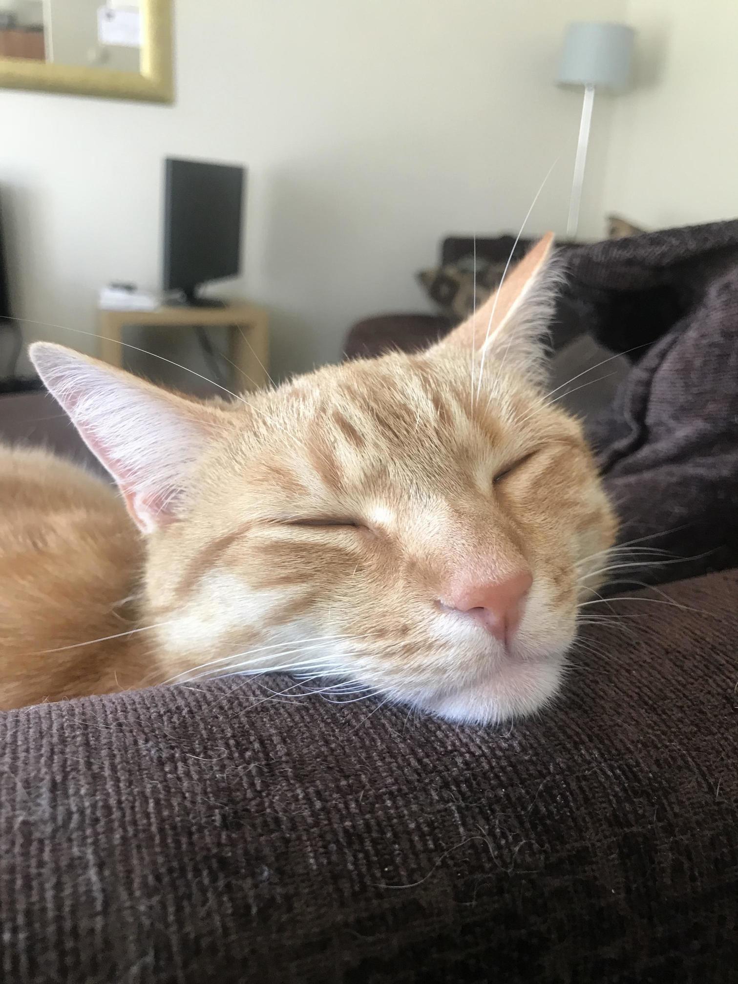 Chin Up Rusty