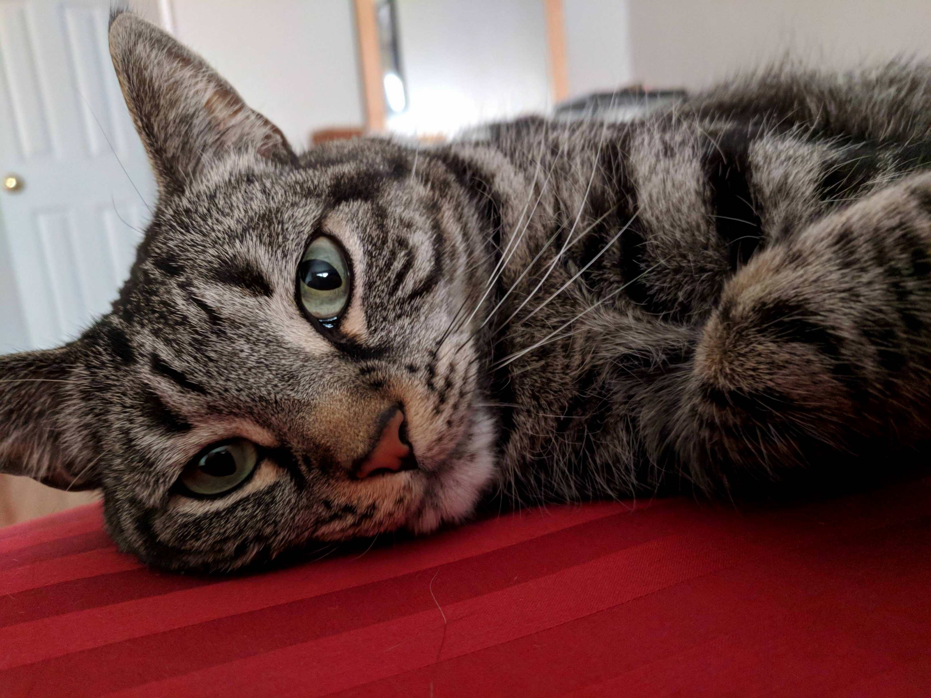 Cookie Rehearsing for Her Romance Scene.