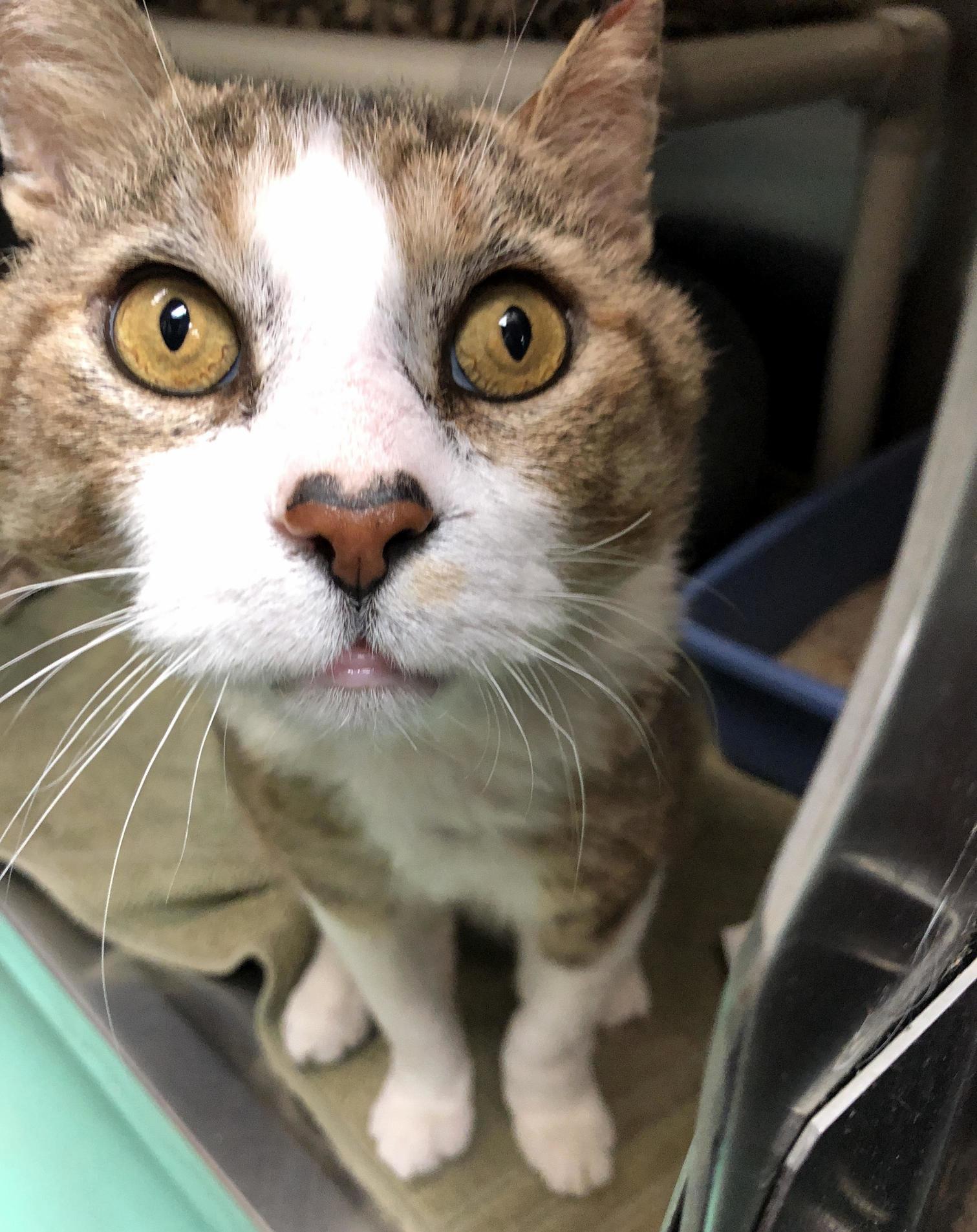 Crazy Nose Old Guy at the Shelter