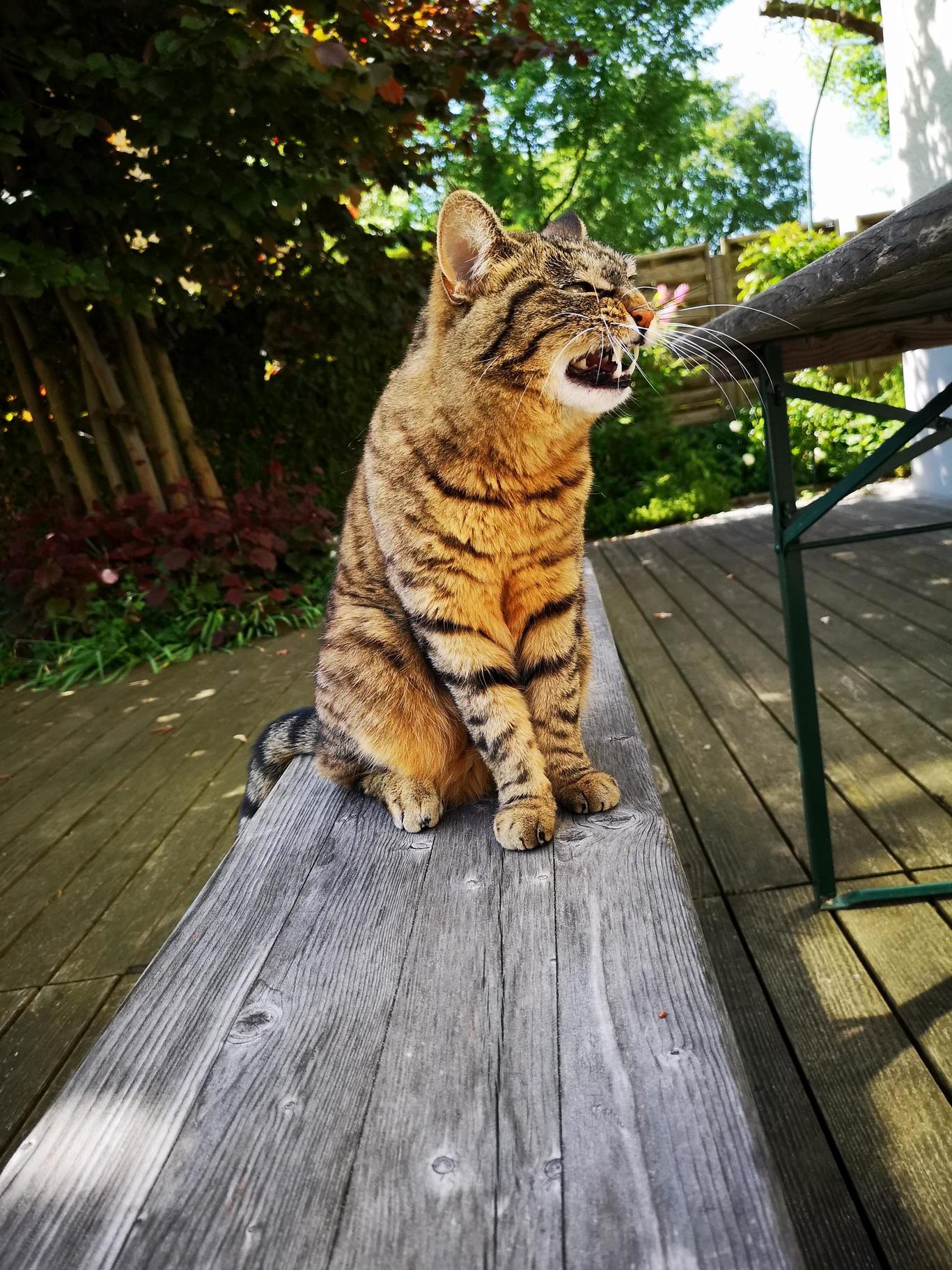 Daisy Yawning