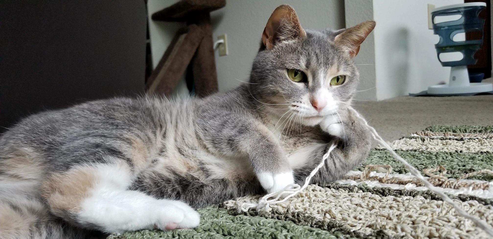 Daydreaming Kitty