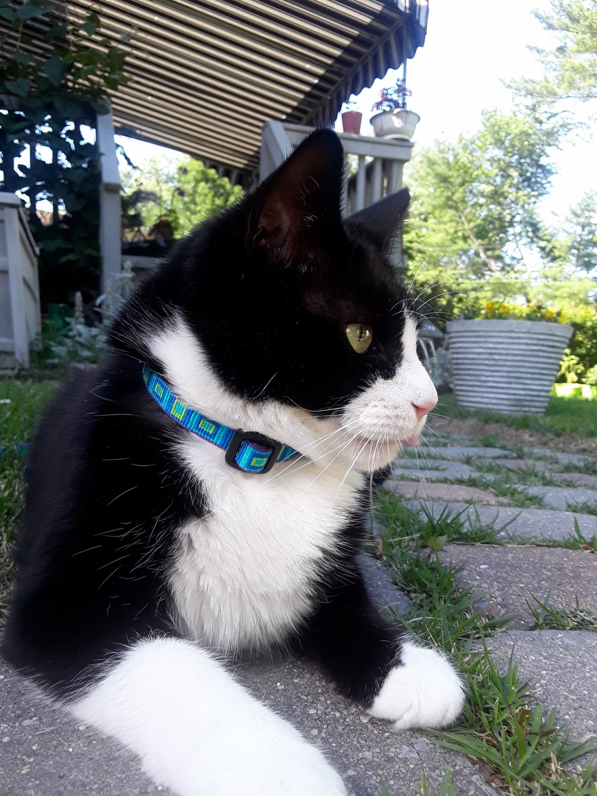 Derek Likes Going Outside on His Harness for Walks!