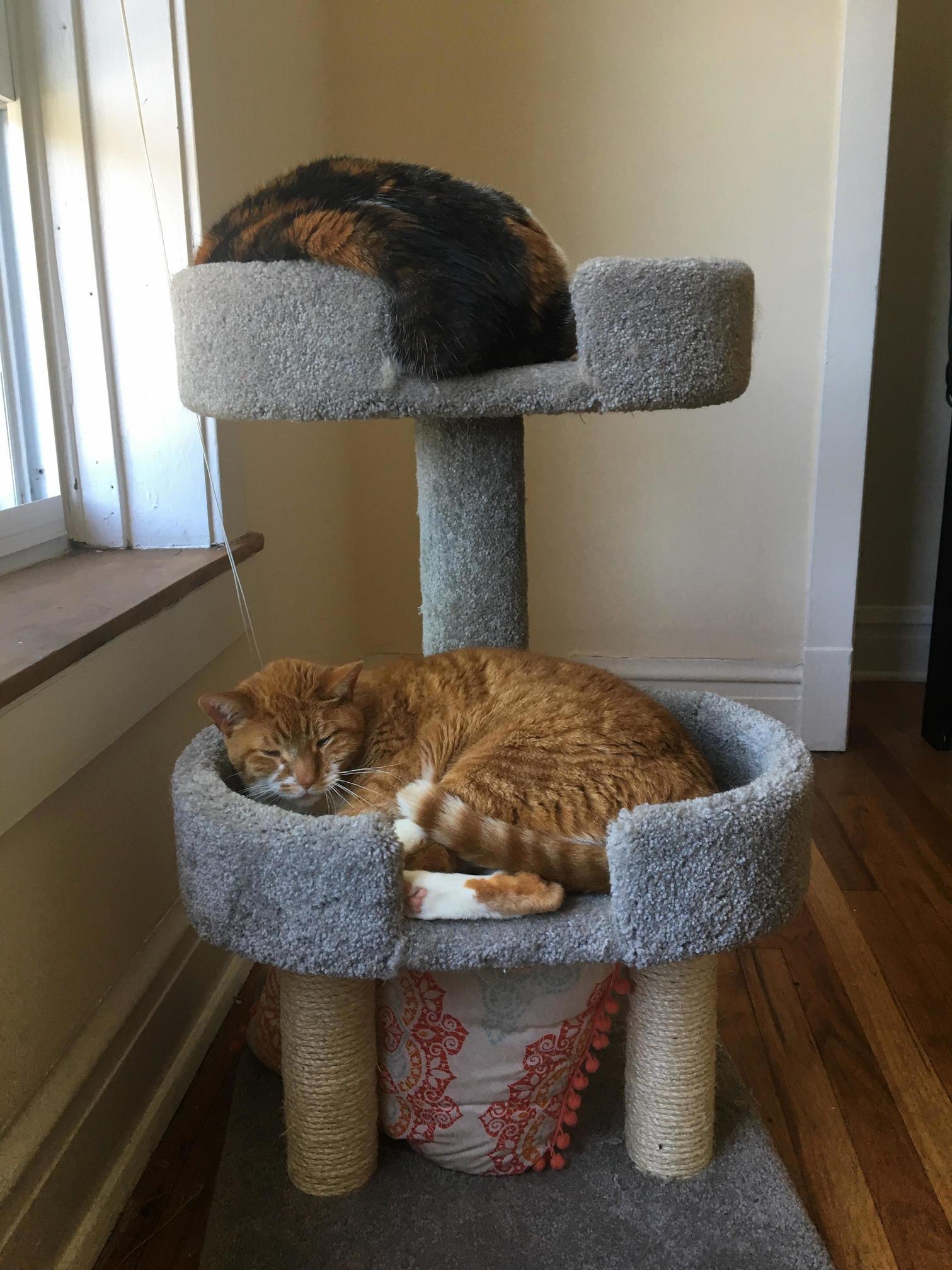 Does Anyone Else Feel Like They Are a Planet and Their Cats Are Moons Orbiting Them