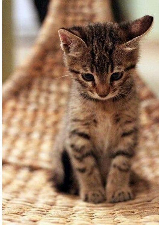 Does Anyone Know What Breed This Is