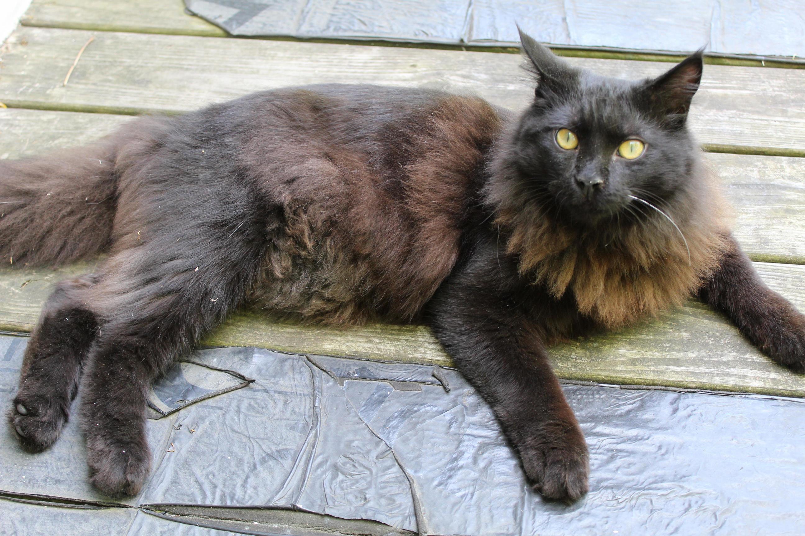 Dont Let Those Yellow Eyes Fool You! Hes a Snuggle Bug Most of the Time!