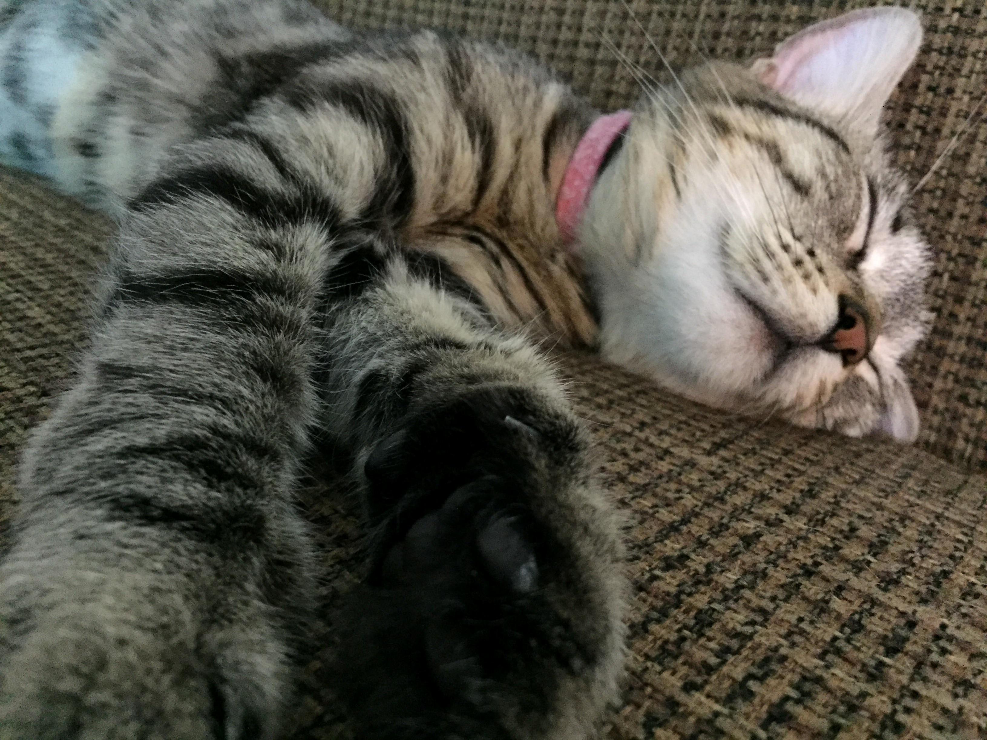 Dont Let Her Sweet Sleeping Face Fool You, Shes Vicious When Shes Awake!