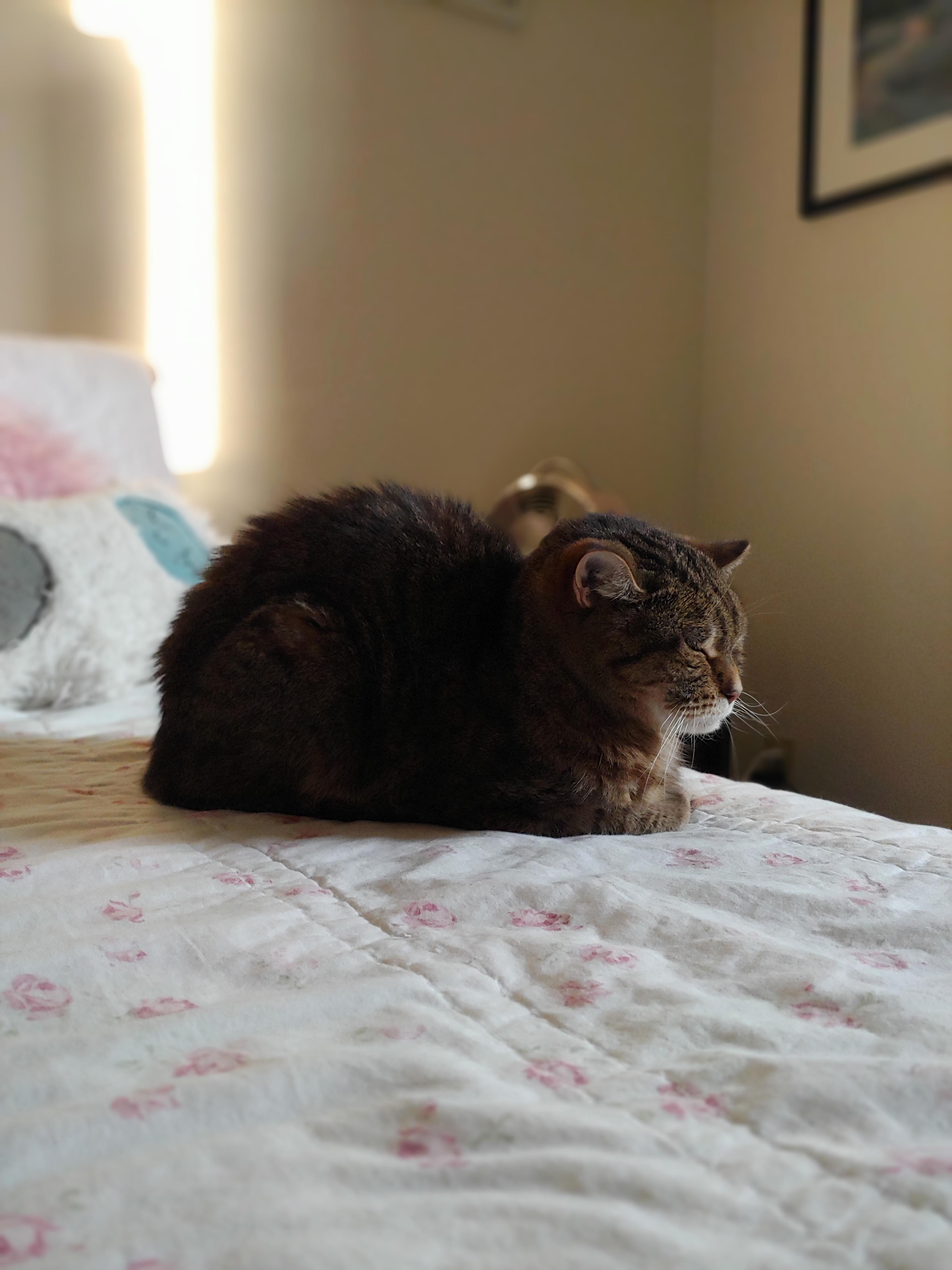Dora the Explorer Cat Taking a Break!