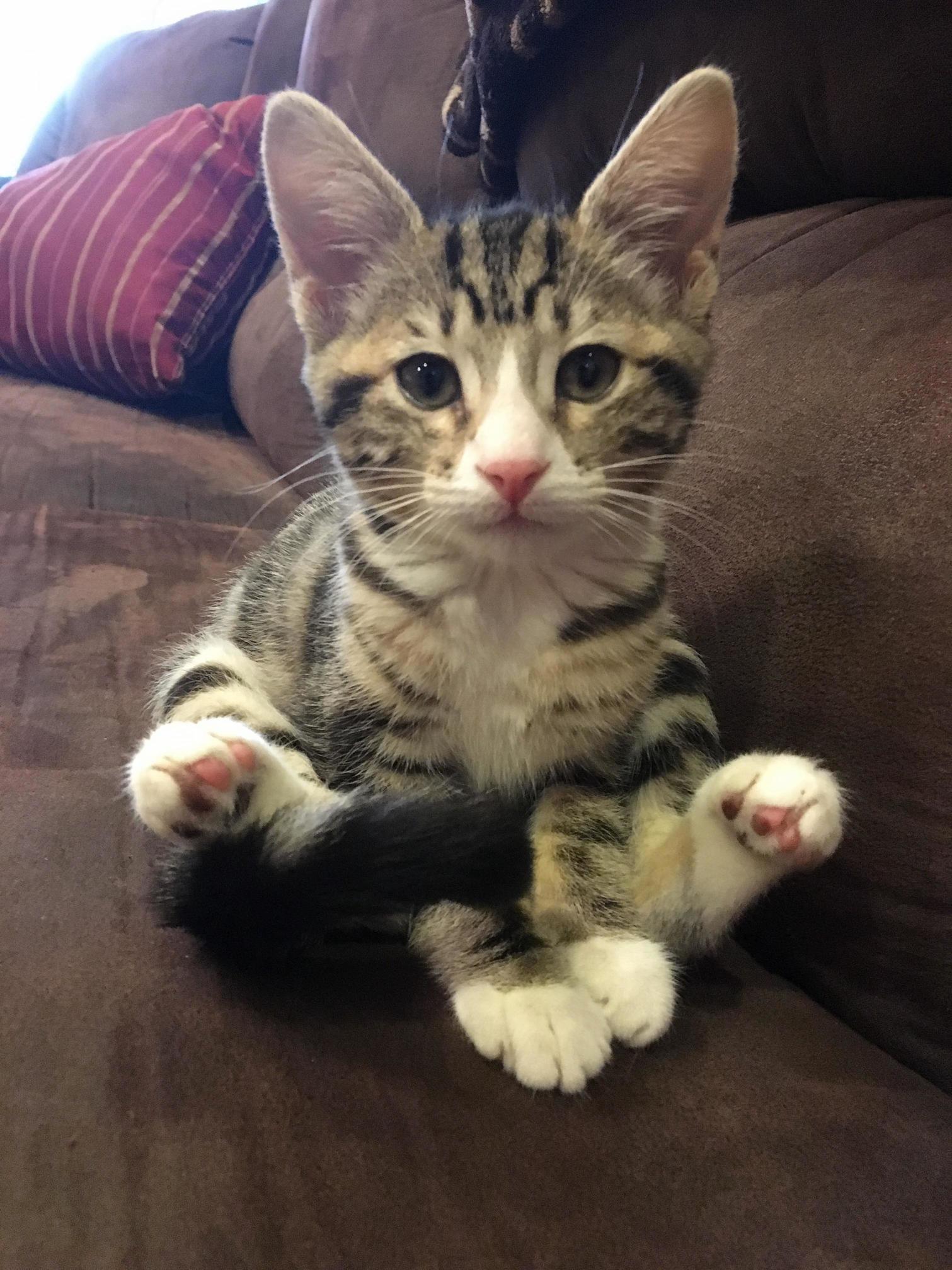 Elizabeth Has Started Sitting Like a Human in an Attempt to Get Extra Snuggles. Its Working.