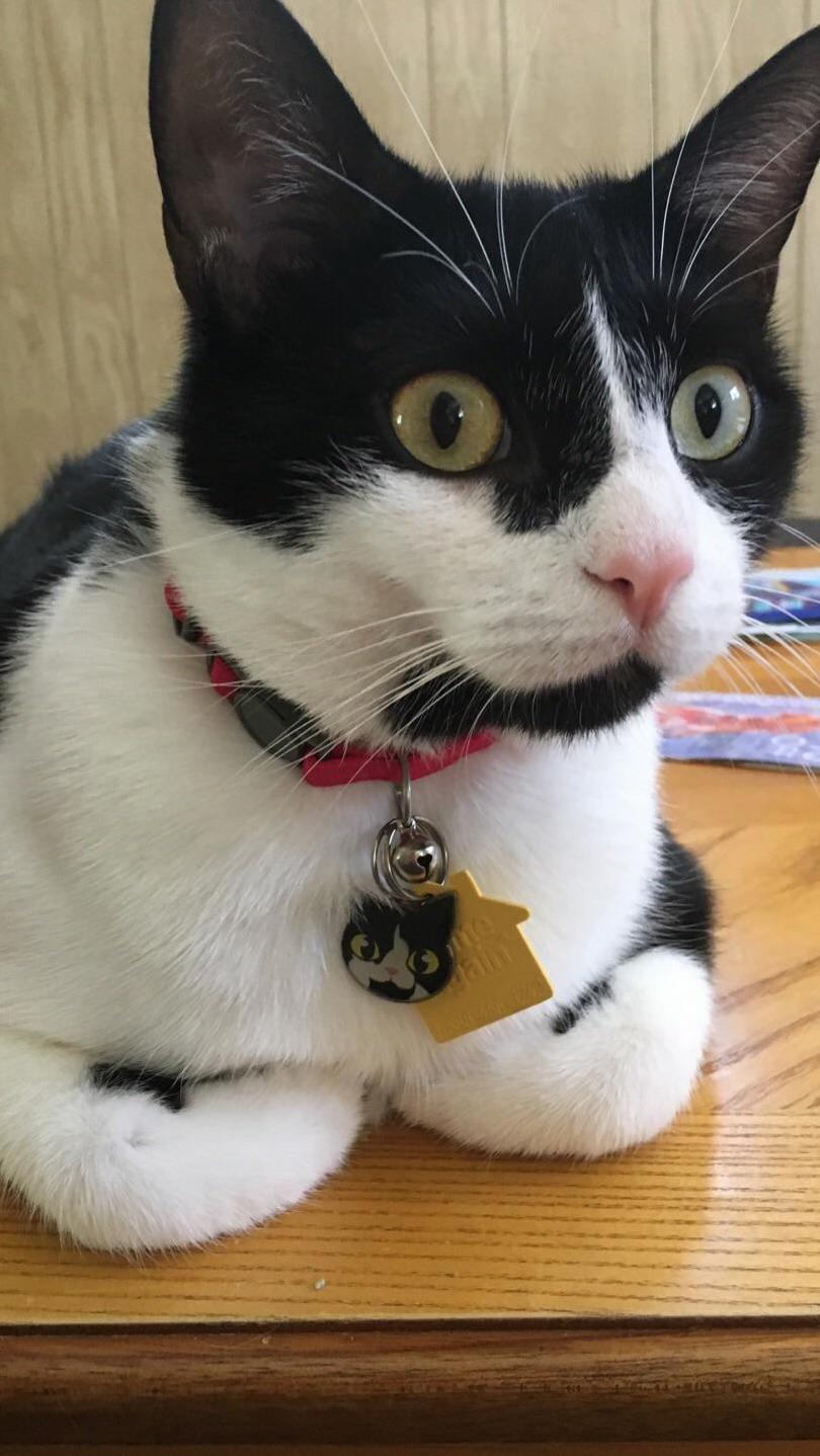 Enjoying the Caturday