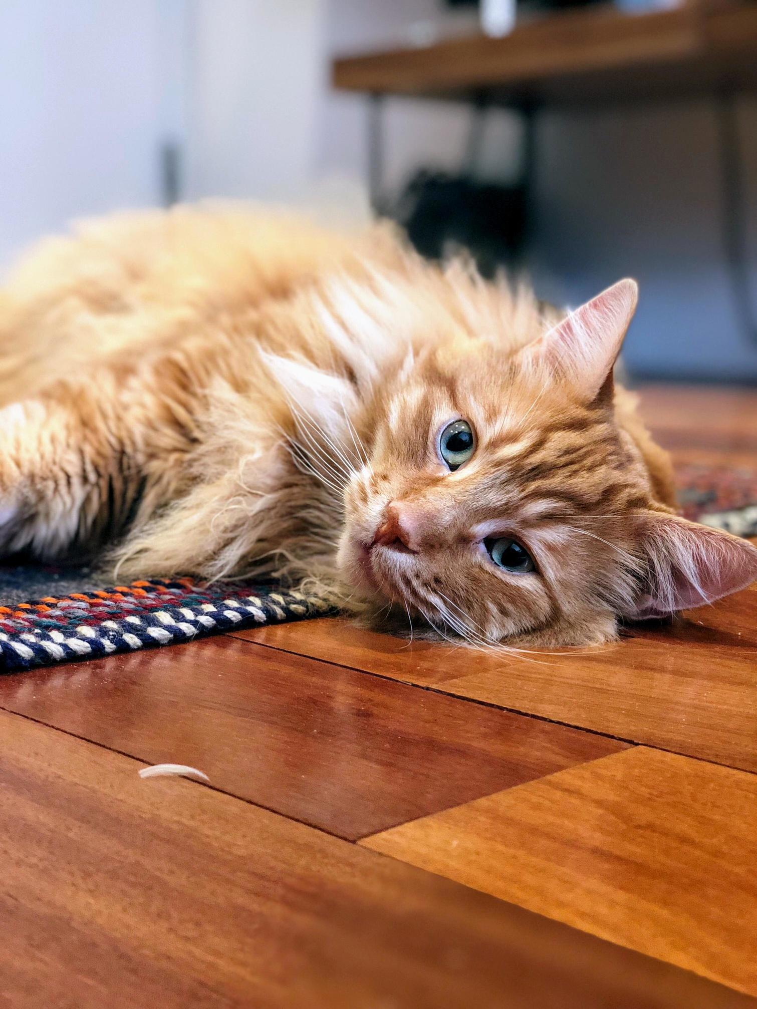 Everyone, Id Like to Introduce You to My Lovable Fur Ball Jackson!