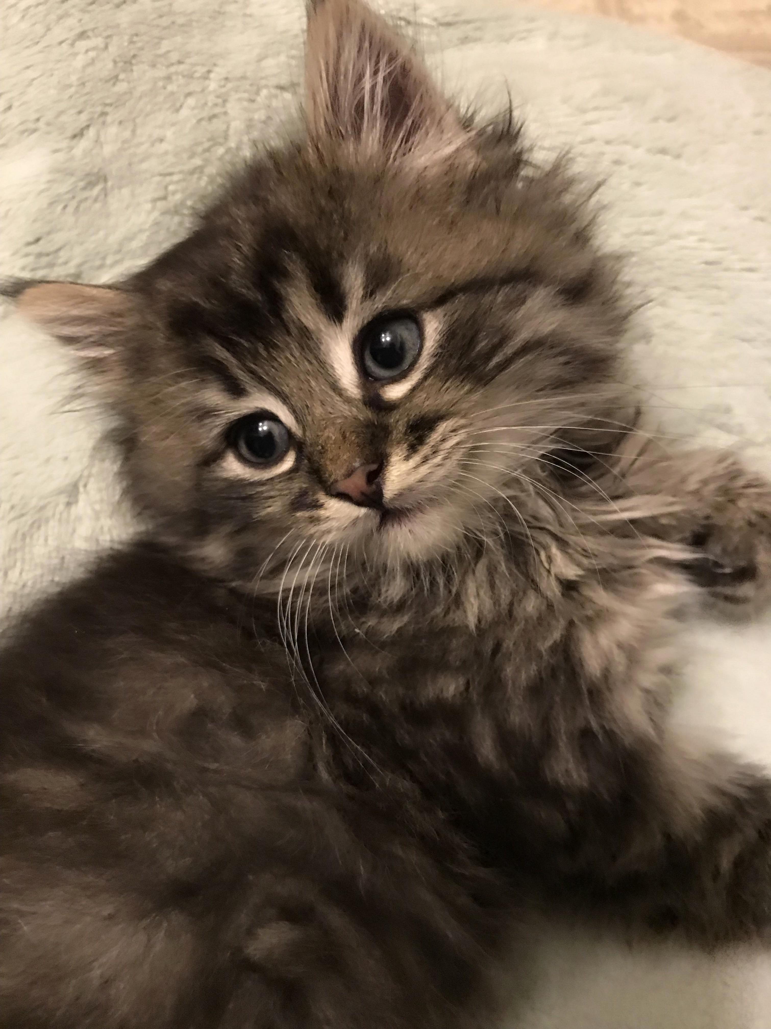 Everyone Welcome Reyka!