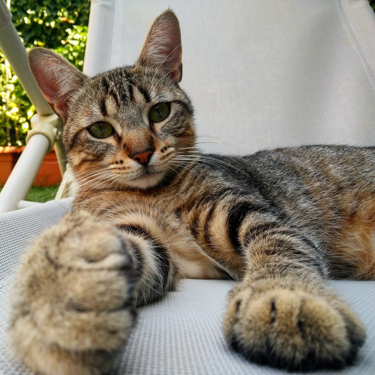 Everytime I Want to Sit Here, He Looks at Me Like Wtf Human Go Find Another Place! (1)