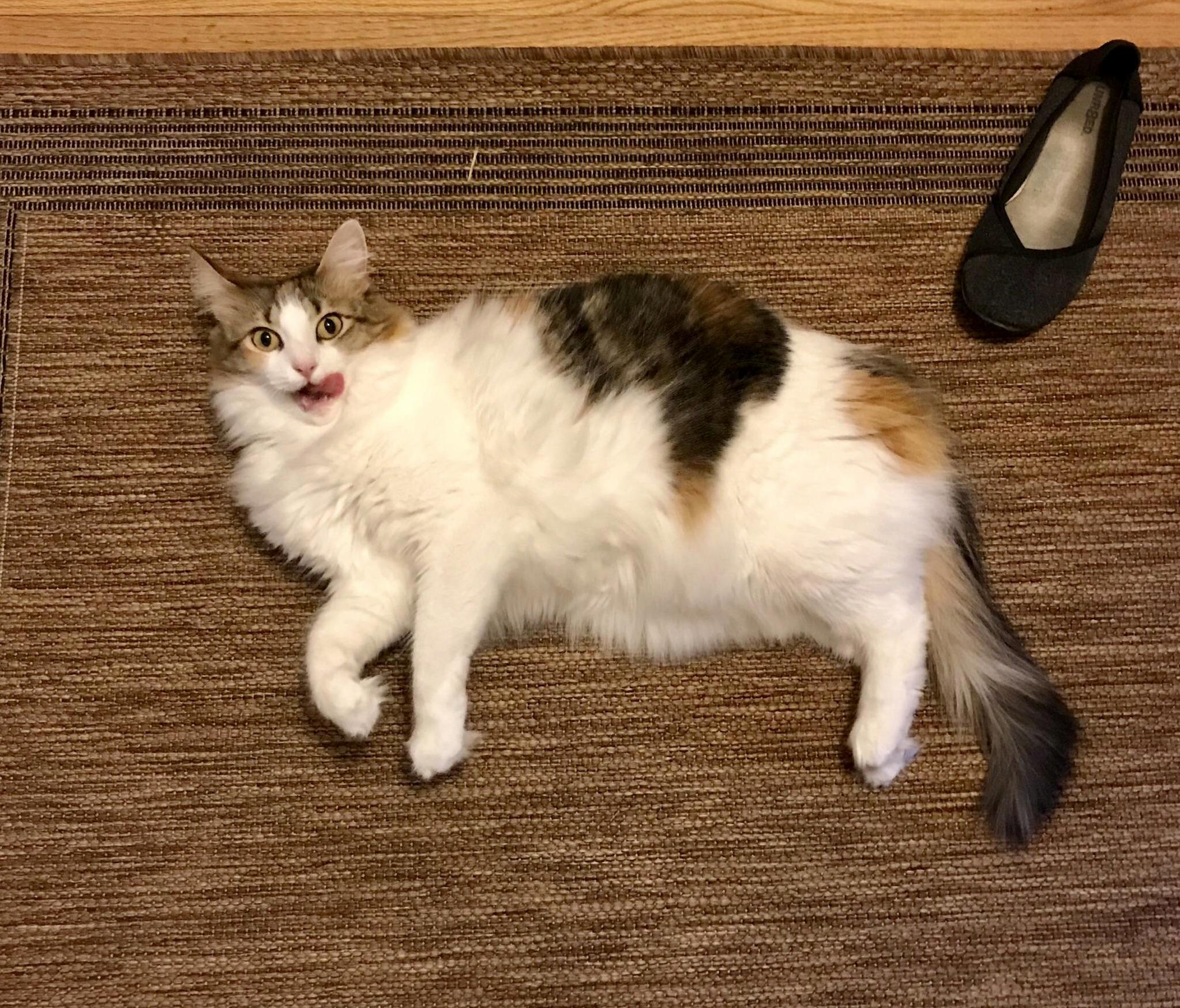 Fat Floof Sends You a Blep
