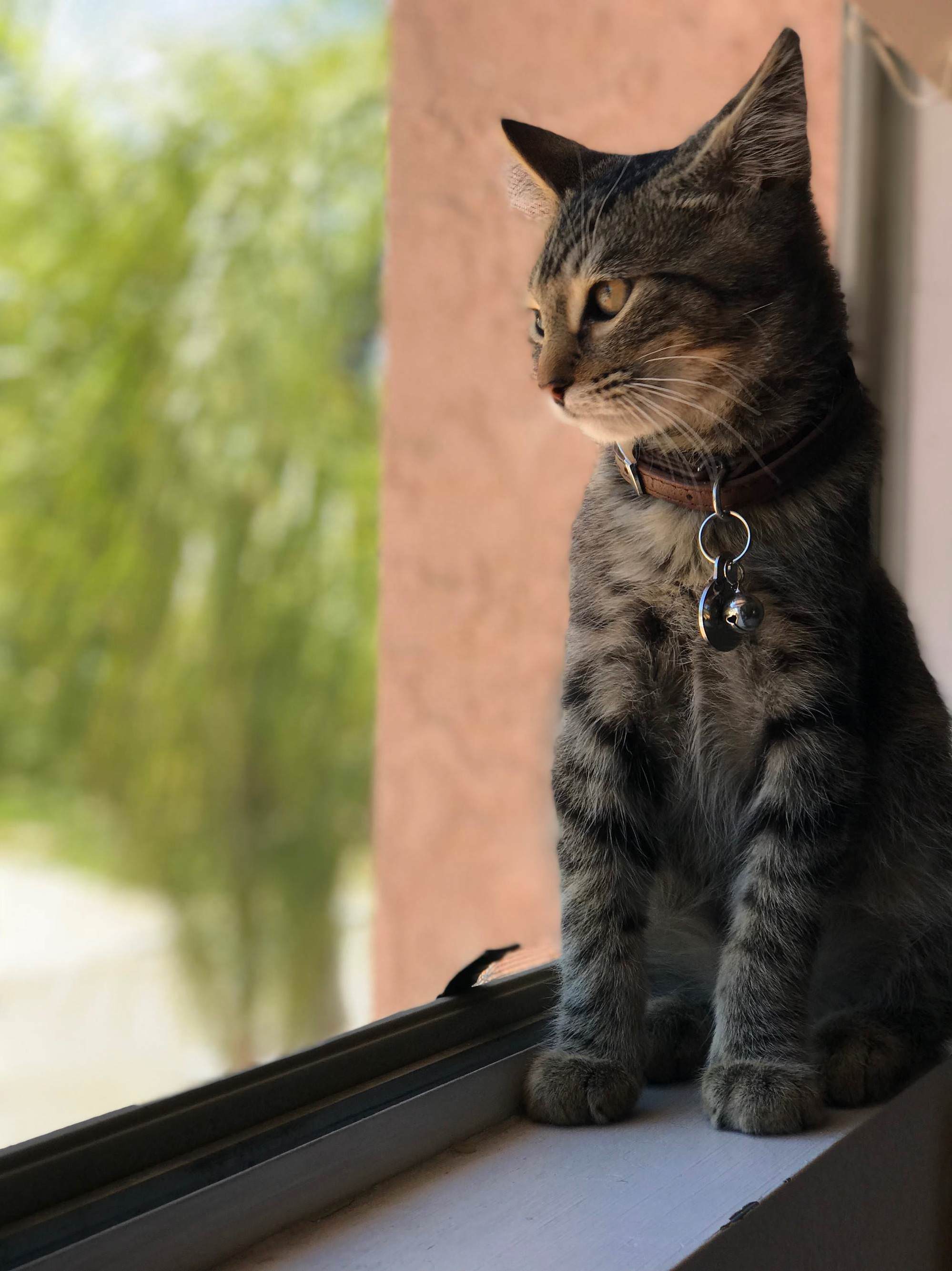Finally Convinced My Dog-person Girlfriend to Try Out Cats. Meet Odin!