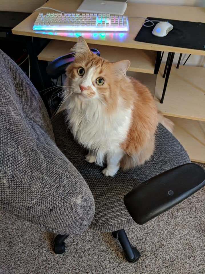 First Time Cat Owner, but I Just Rescued This Beautiful Boy from a Friend Whos Residence Would Not Allow Pets