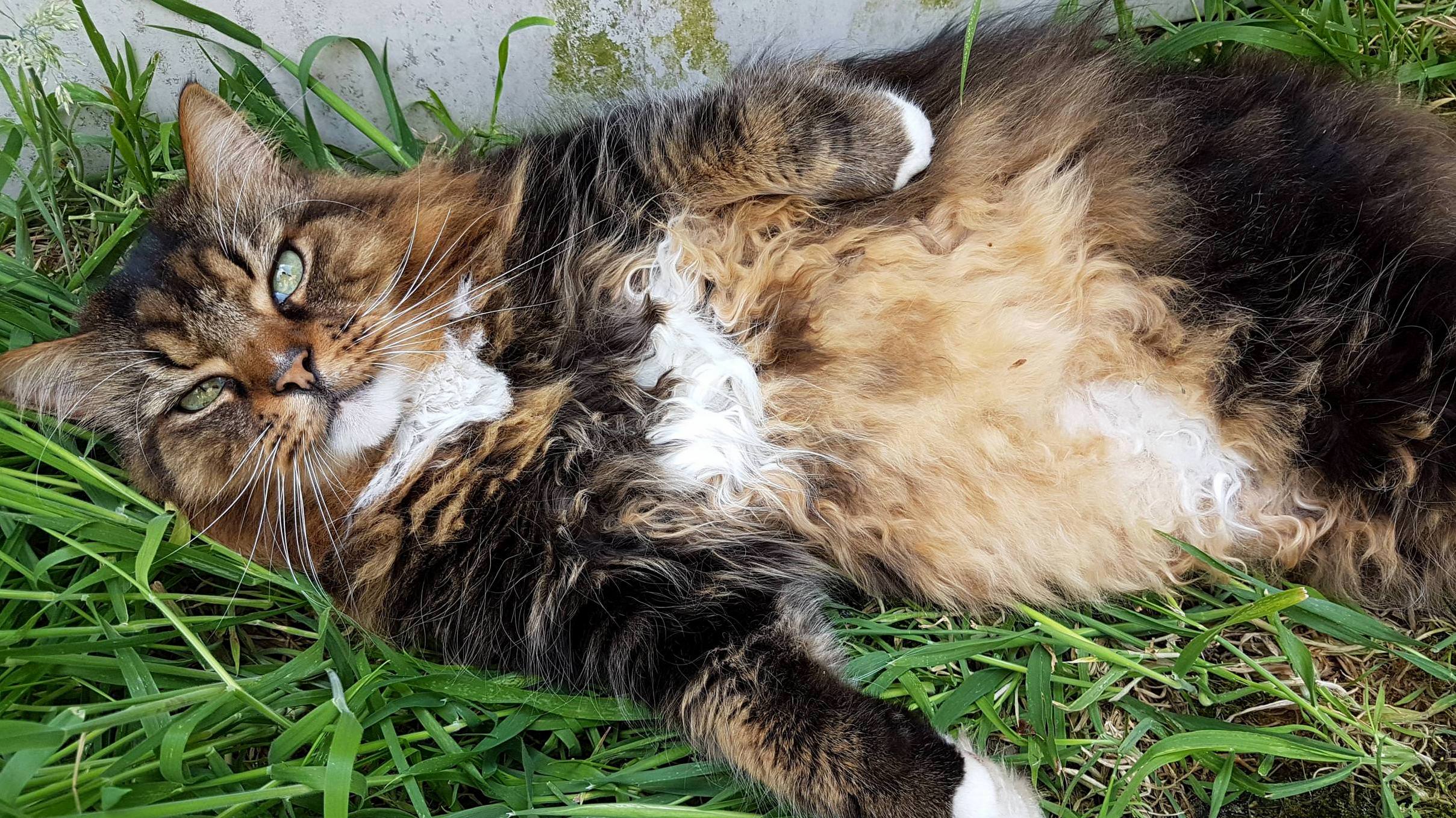Floofy William