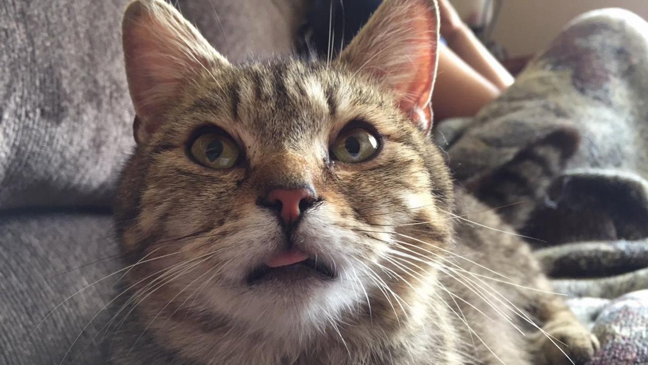Foster Mom (Spud) Does a Blep