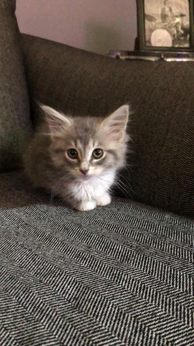 Found This Guy Eating a Chicken Wing Behind a Corner Store in a Bad Part of Town and Had to Take Him Home