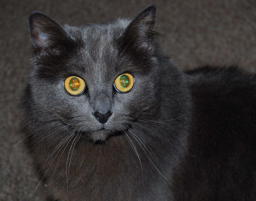 Found This Photo of My Cat, Willow, Showing Off the Opals in Her Eyes
