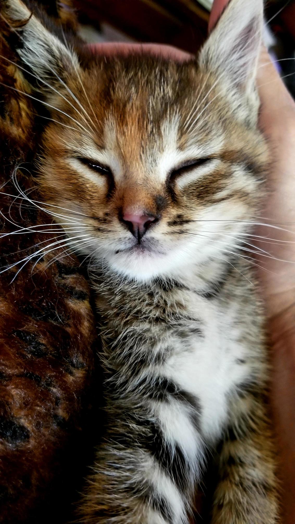 Freya Getting Her Nap On! a Stray No More!