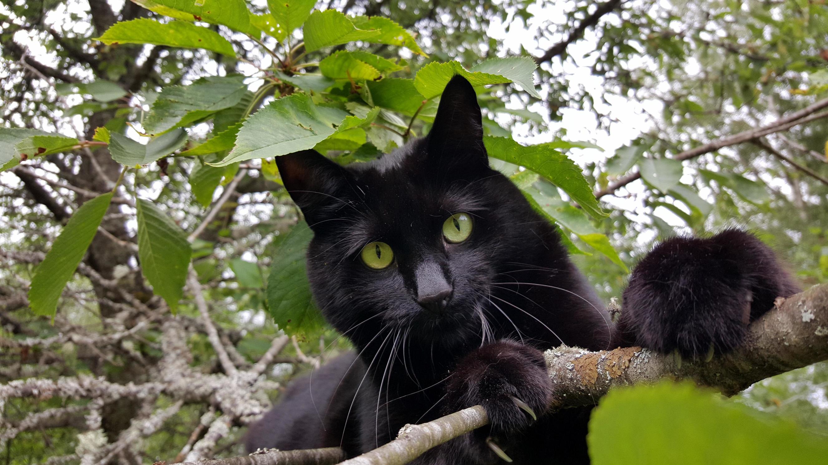 Gandalf the Black Panther Posing on a Tree Branch