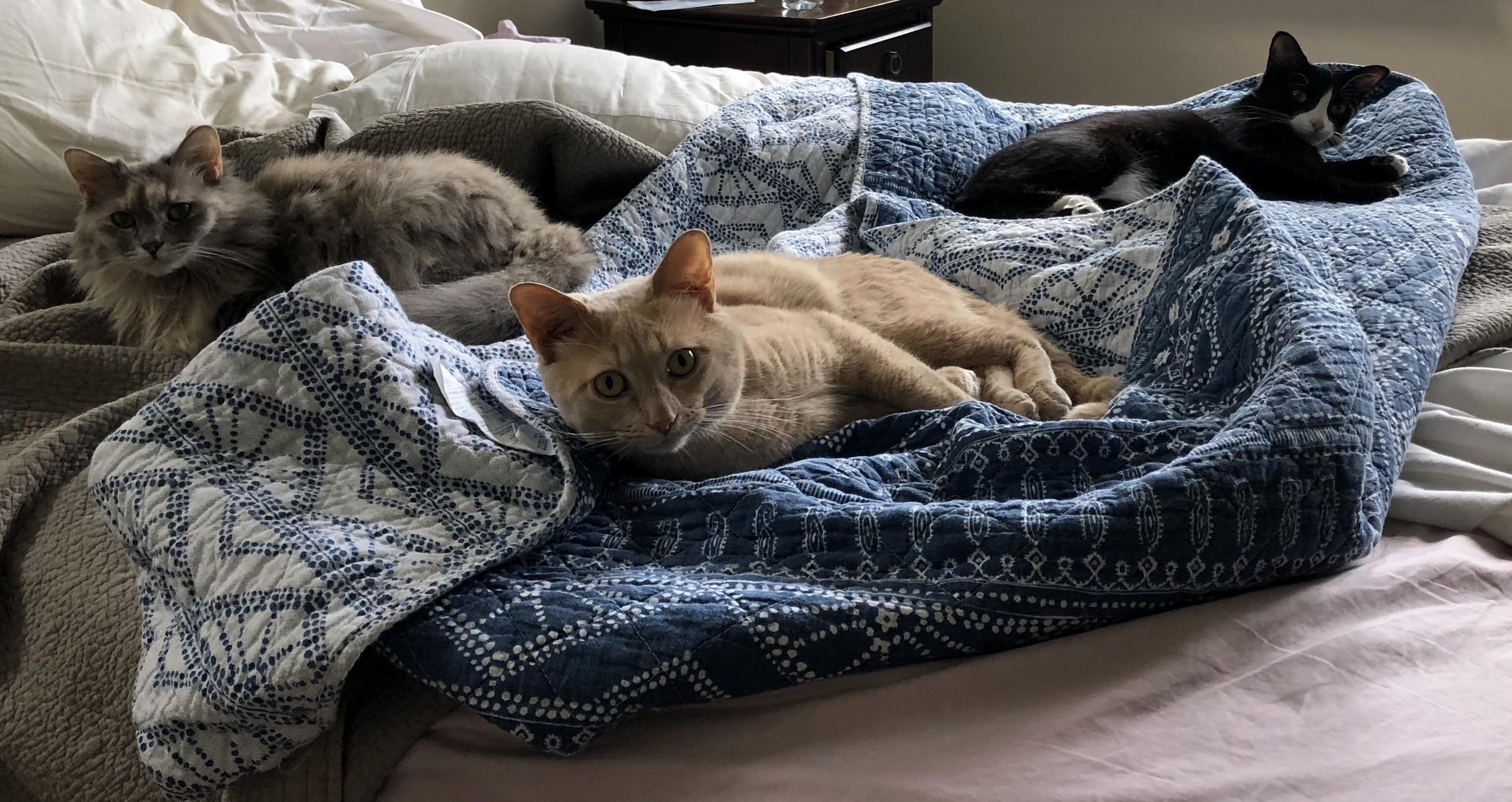 Gfs Cat Just Moved in and Has Taken No Time to Fit In. Too Much.