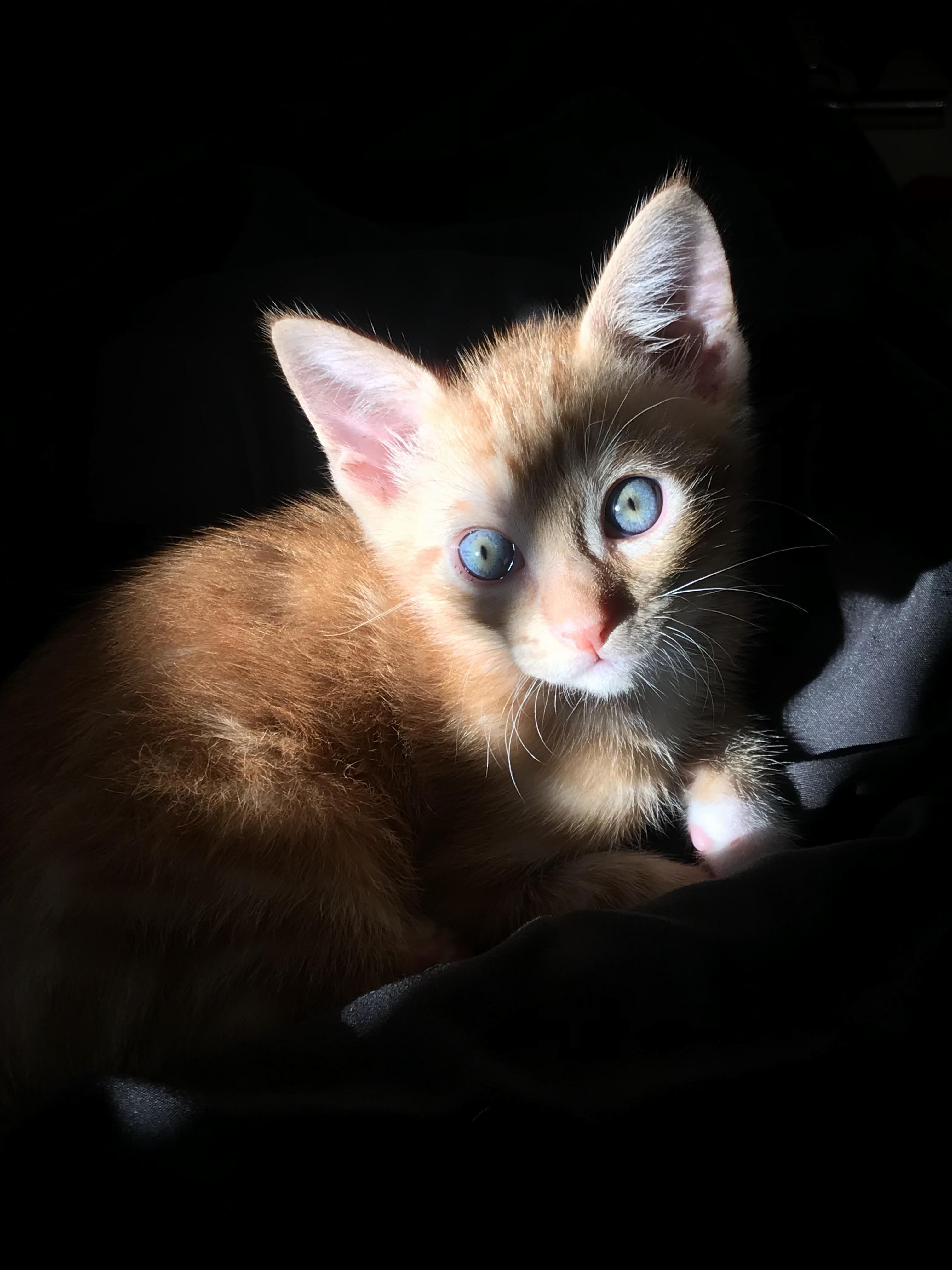 Got a Lucky Photo of My Kitten Laying in the Sun