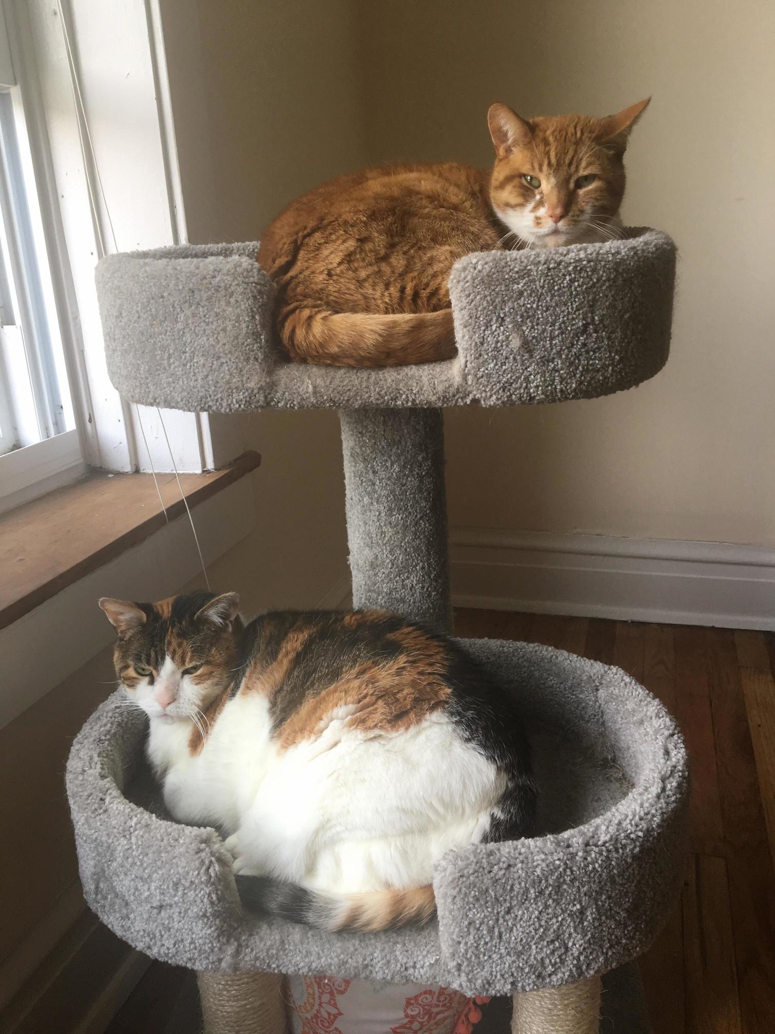 Guinness and Bailey, Brother and Sister 14 Years and Counting
