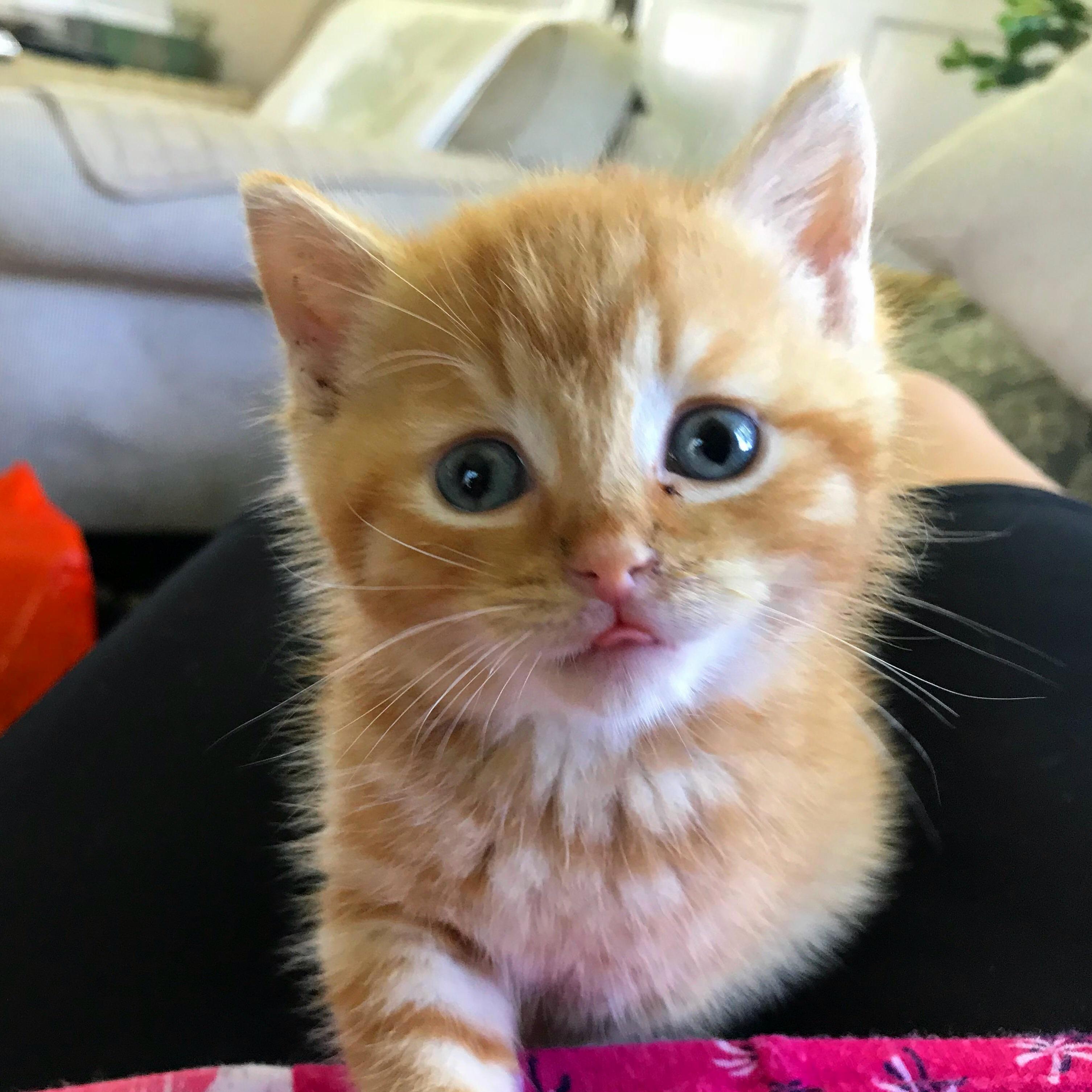 Hank Is Even Cuter the Second Day Around.
