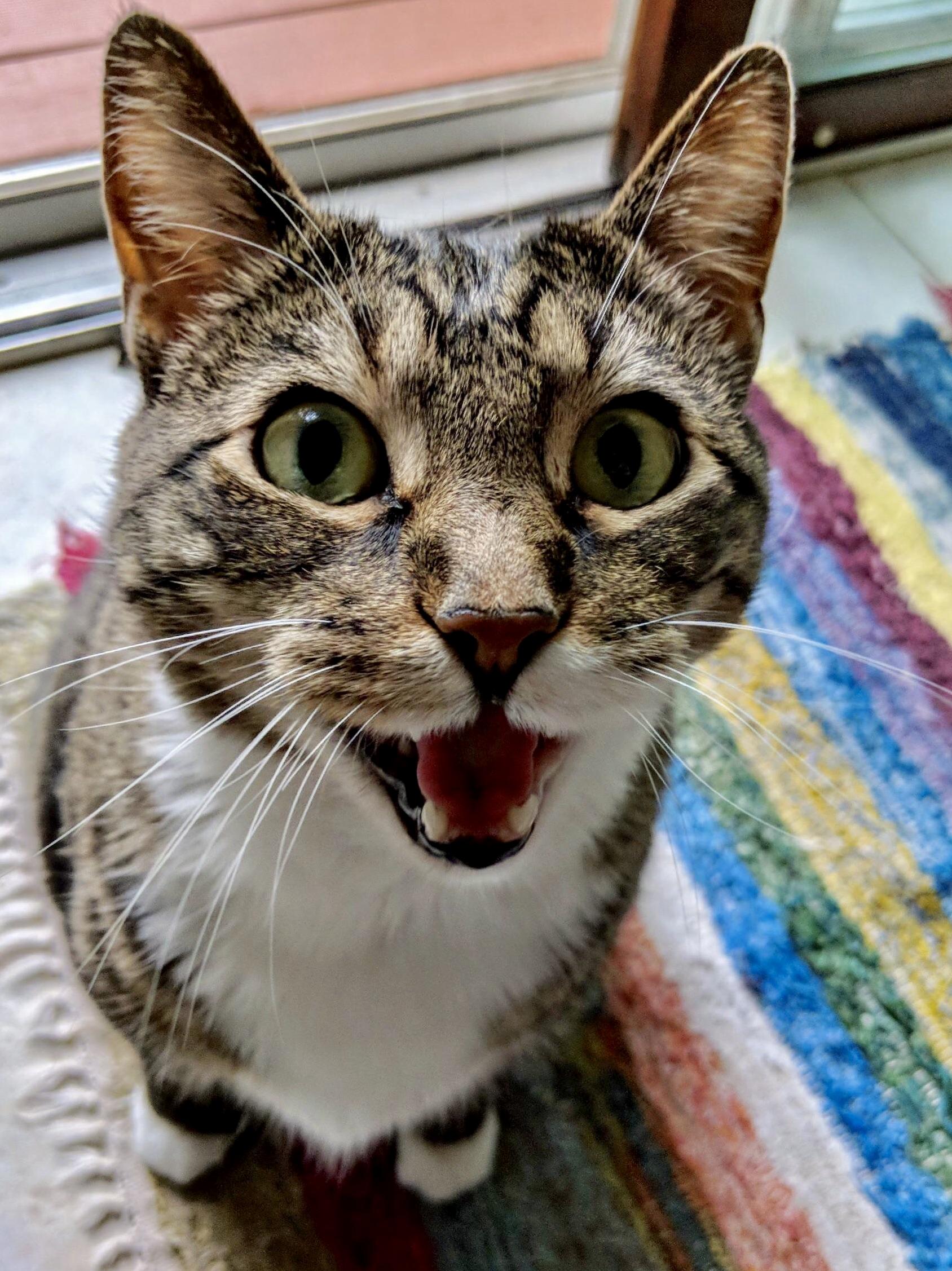 Happy (and Chatty) Iggy