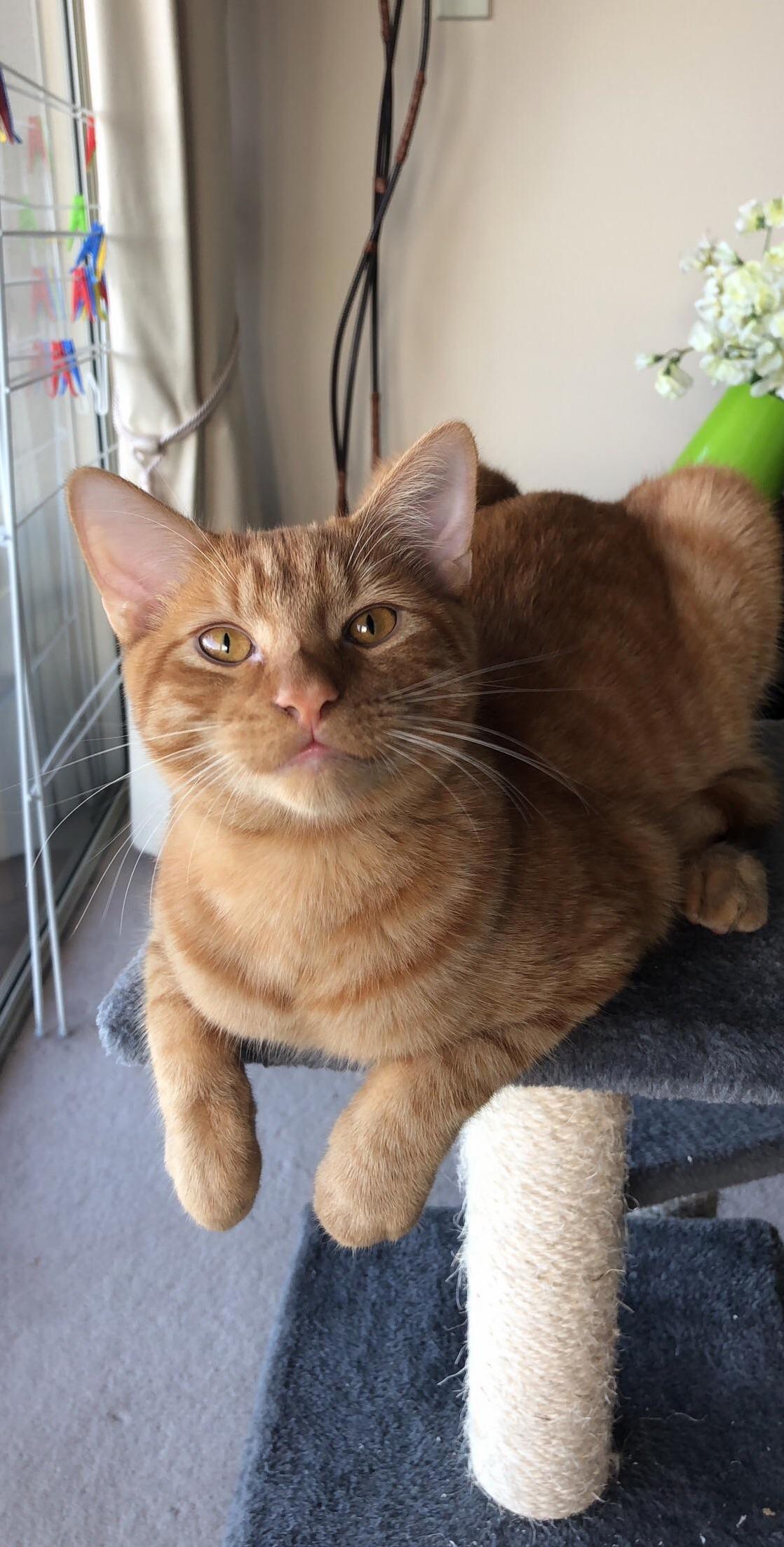 Happy Cat - George