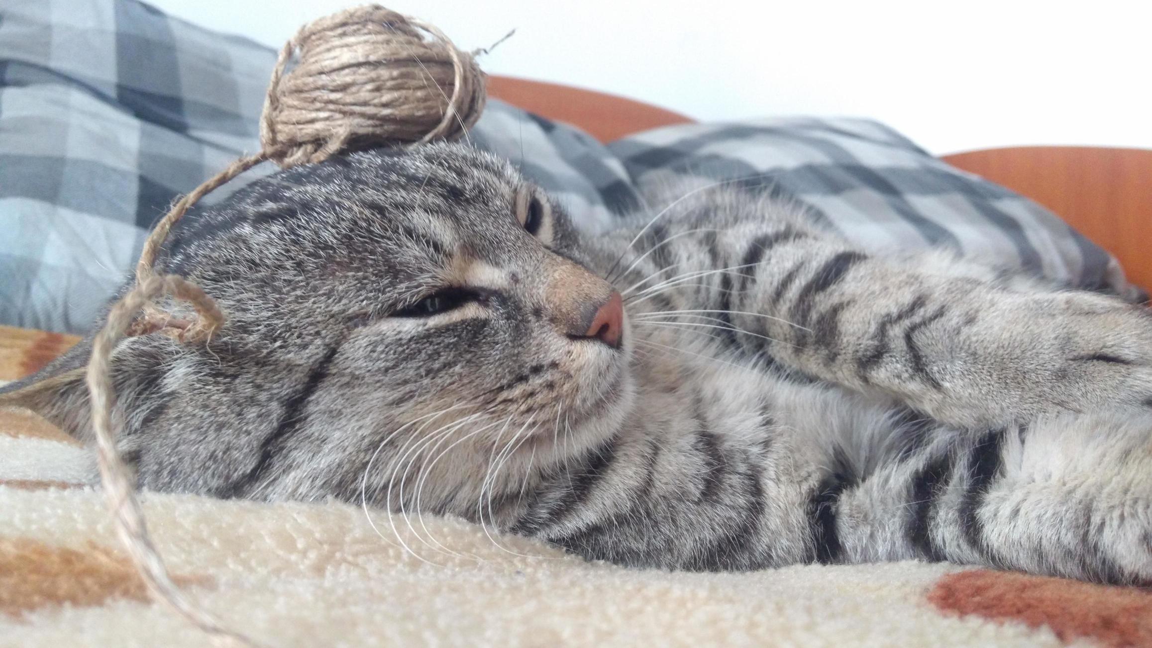 He Doesnt Seem Bothered If I Put Things on His Head