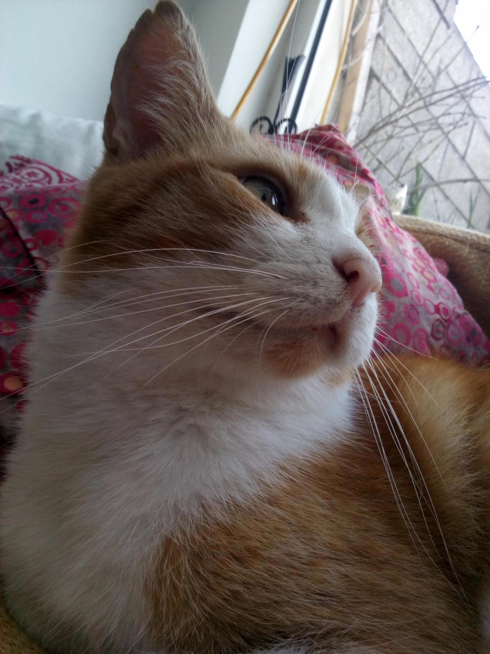 He Looks Majestic but He Eats Flies and Dribbles When He Purrs.