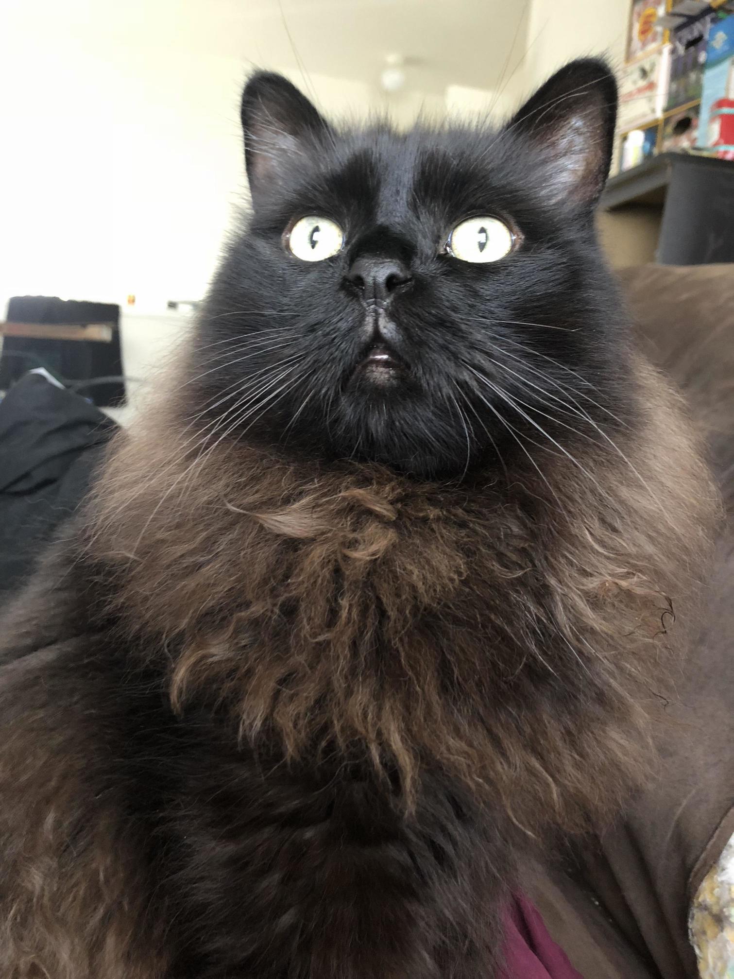 He Saw a Bird Out the Window.